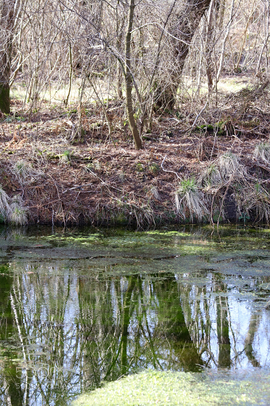 Canon EOS 77D (EOS 9000D / EOS 770D) sample photo. Green mirror photography