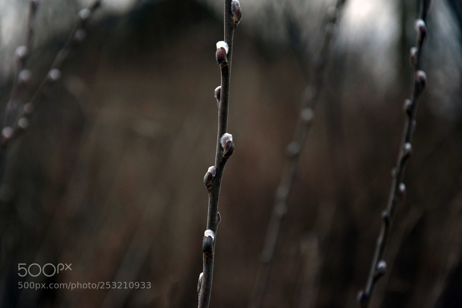 Nikon D5300 sample photo. Untitled photography