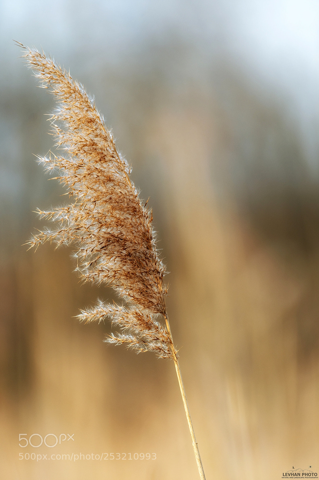 Nikon D500 sample photo. Natural still life photography