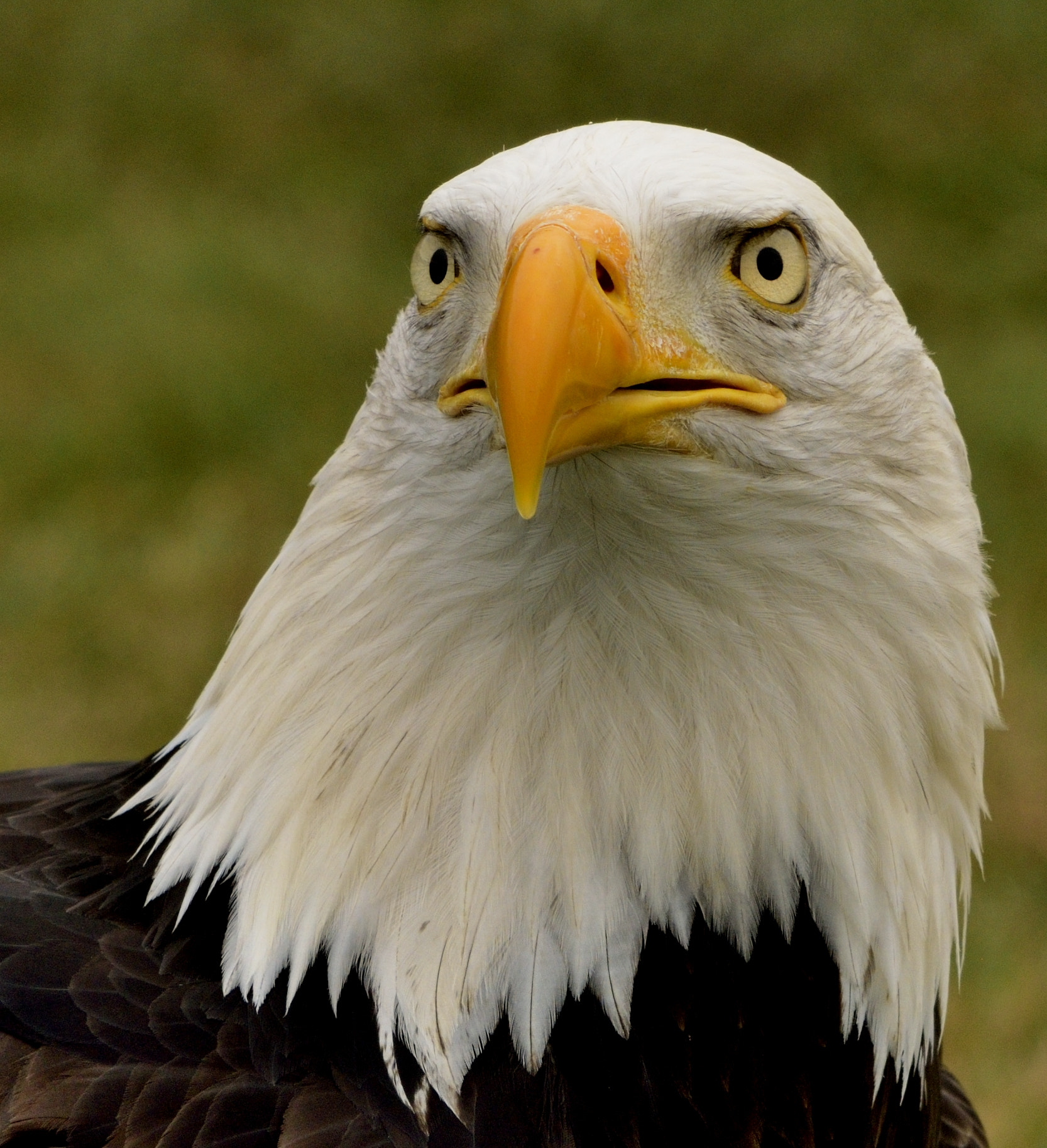 Sigma 150-600mm F5-6.3 DG OS HSM | C sample photo. Eagle head photography