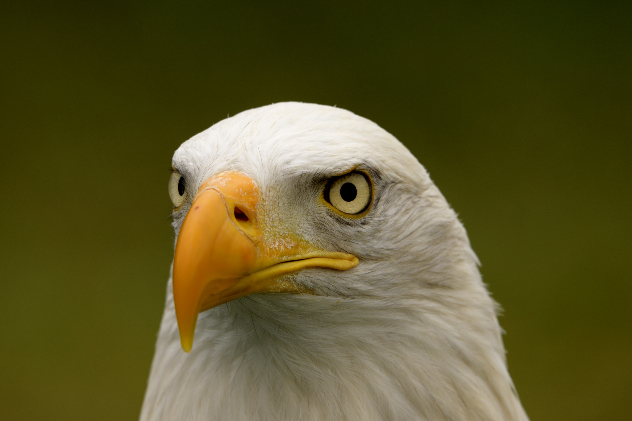 Sigma 150-600mm F5-6.3 DG OS HSM | C sample photo. Eagle photography