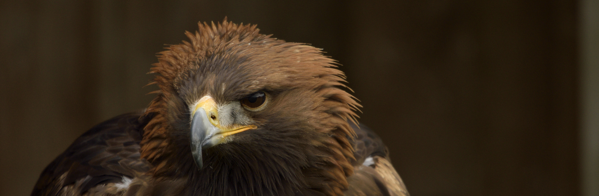 Sigma 150-600mm F5-6.3 DG OS HSM | C sample photo. Golden eagle photography