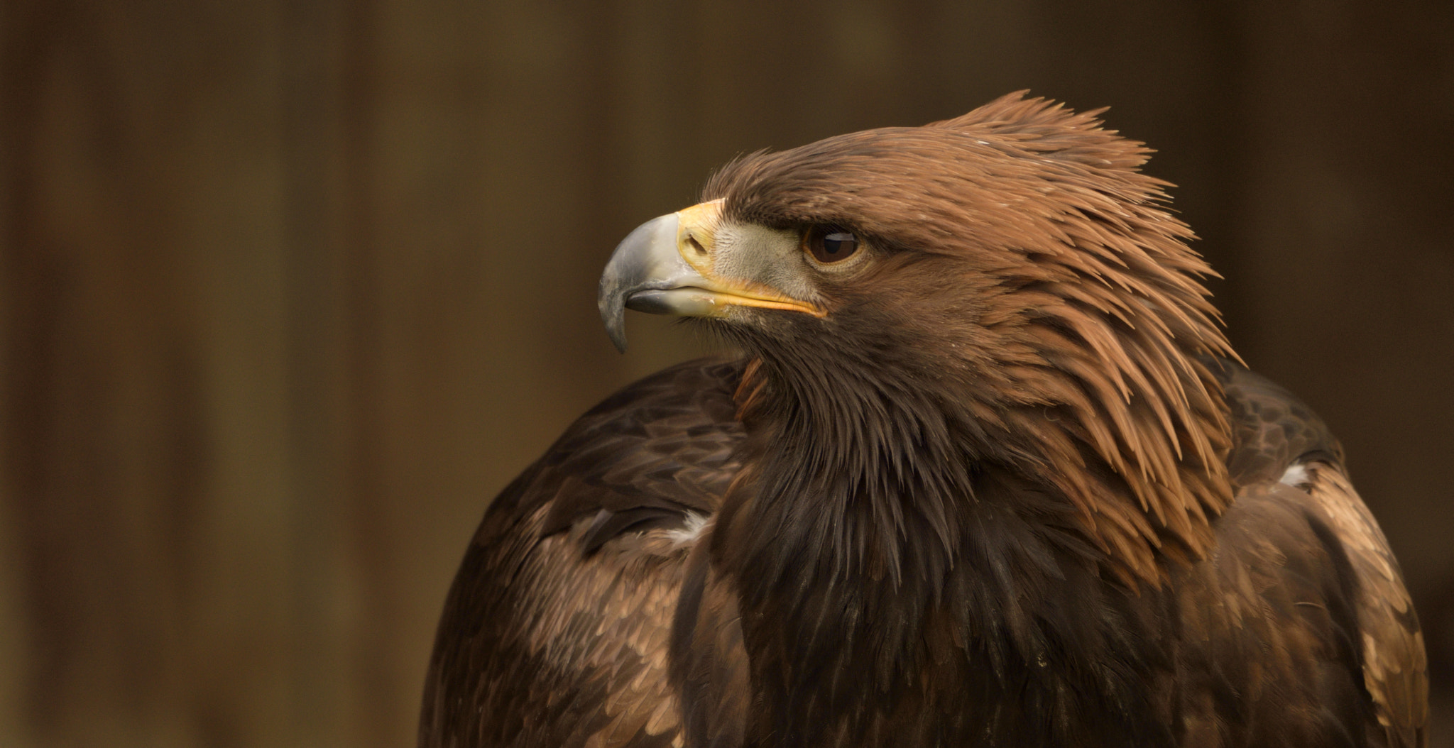 Sigma 150-600mm F5-6.3 DG OS HSM | C sample photo. Golden eagle photography