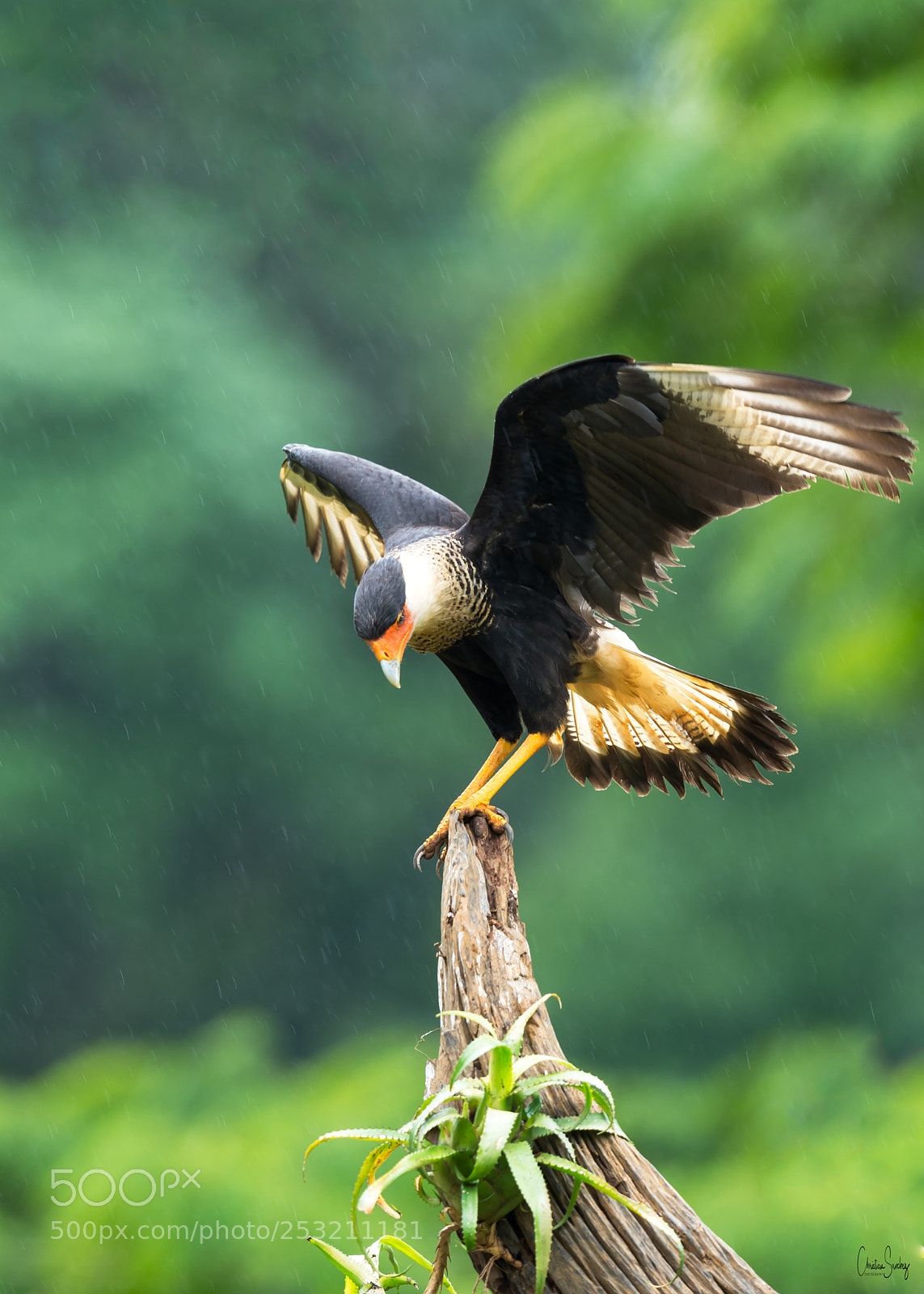 Nikon D4 sample photo. Crested caracara photography