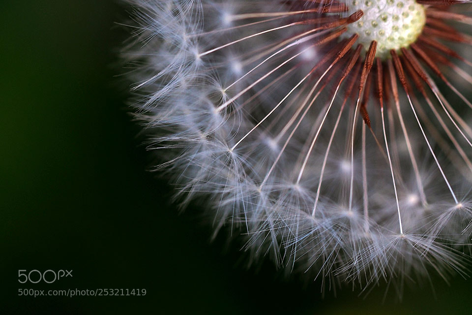 Olympus OM-D E-M1 Mark II sample photo. Dandelion photography