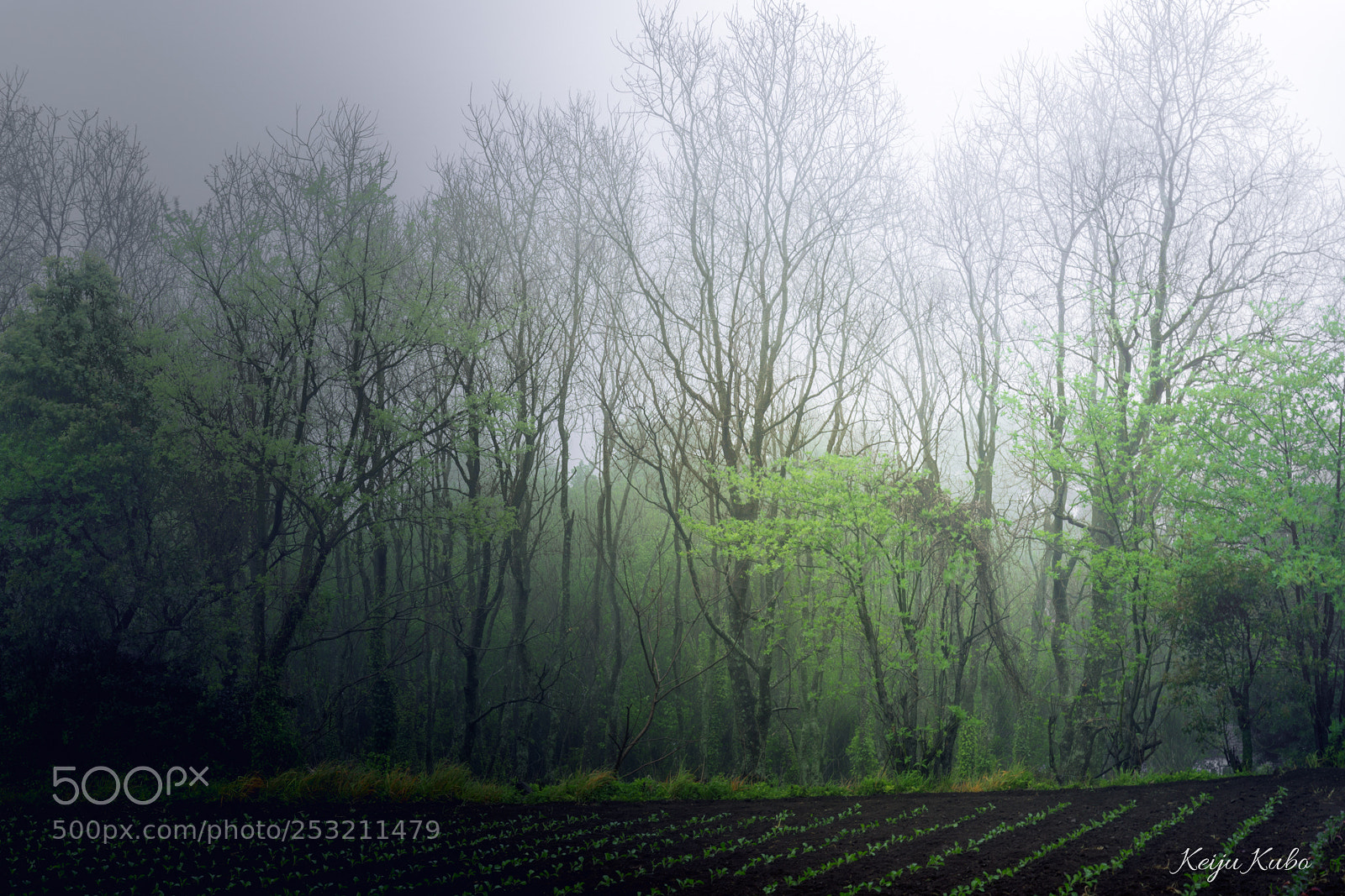 Sony a7R III sample photo. Foggy trees photography