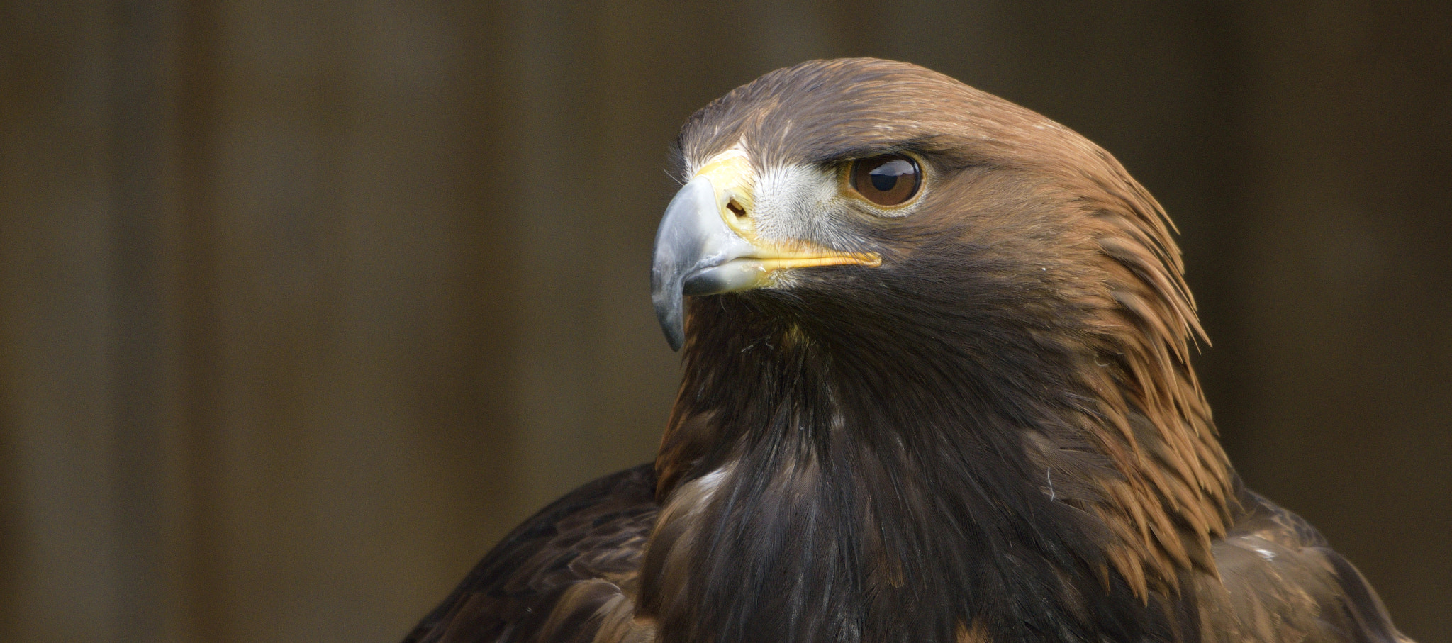 Sigma 150-600mm F5-6.3 DG OS HSM | C sample photo. Golden eagle photography