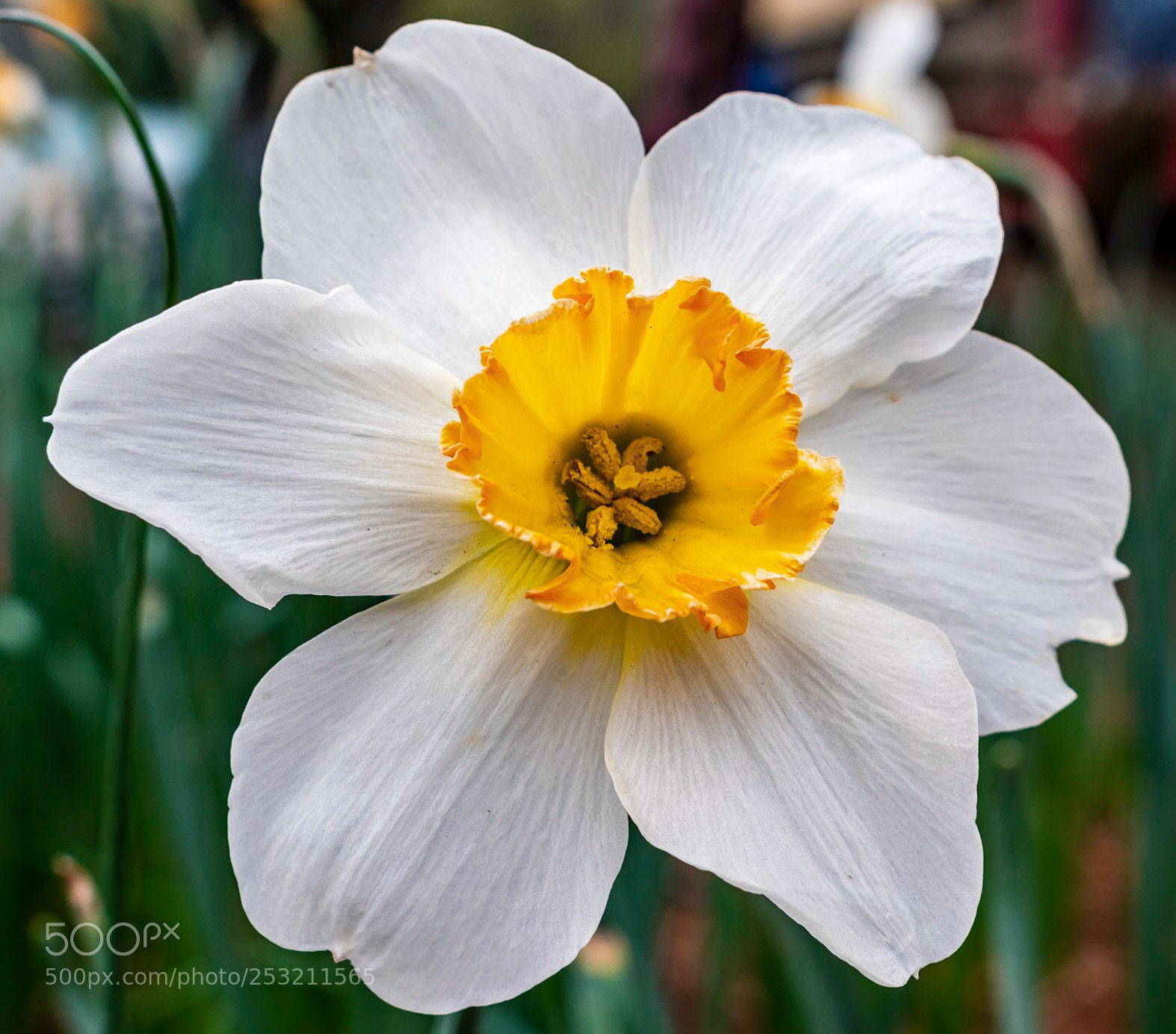 Nikon D5500 sample photo. Some kind of flower photography