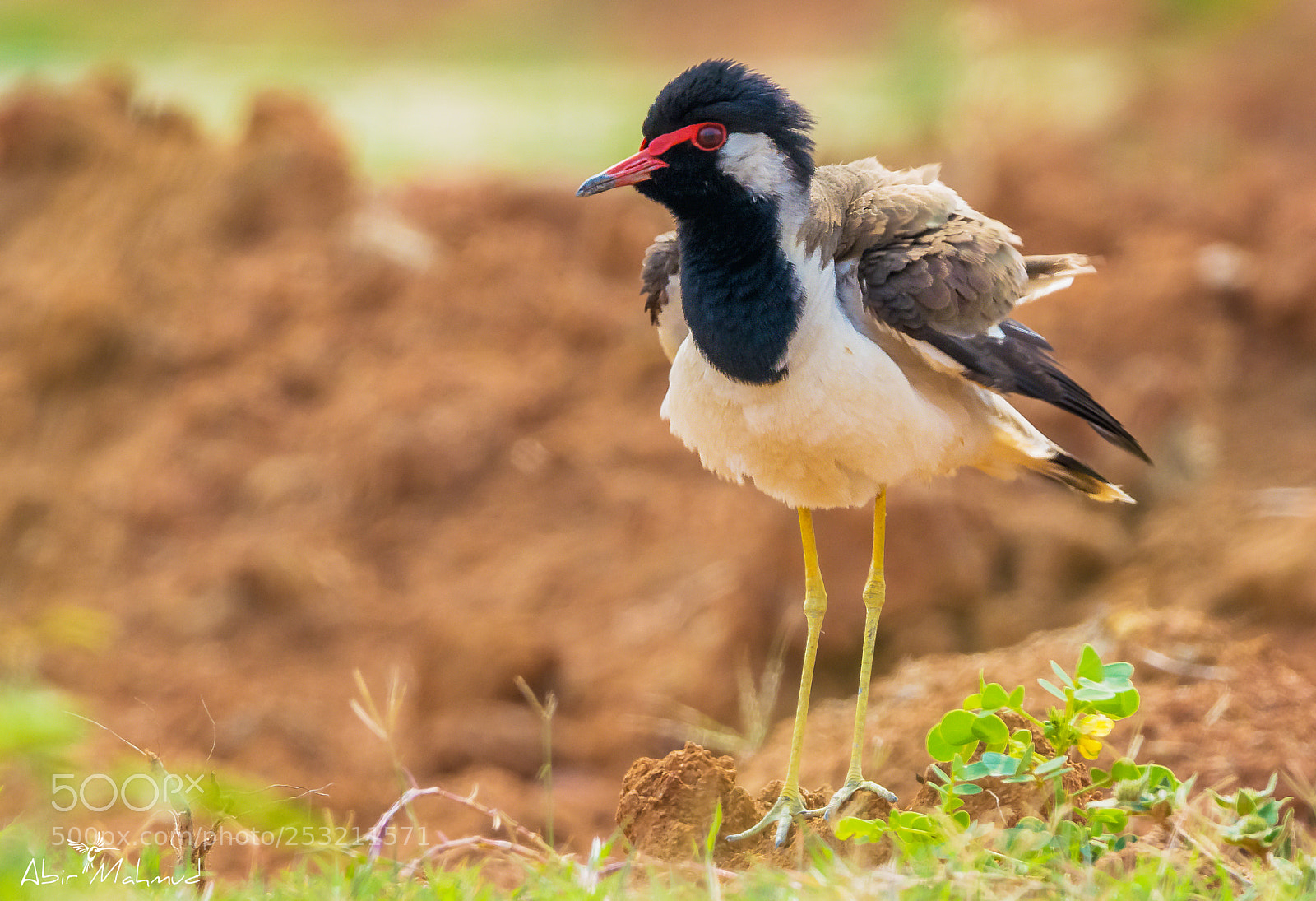 Nikon D7100 sample photo. :: red-wattled lapwing / লাল লতিকা টিটি :: photography