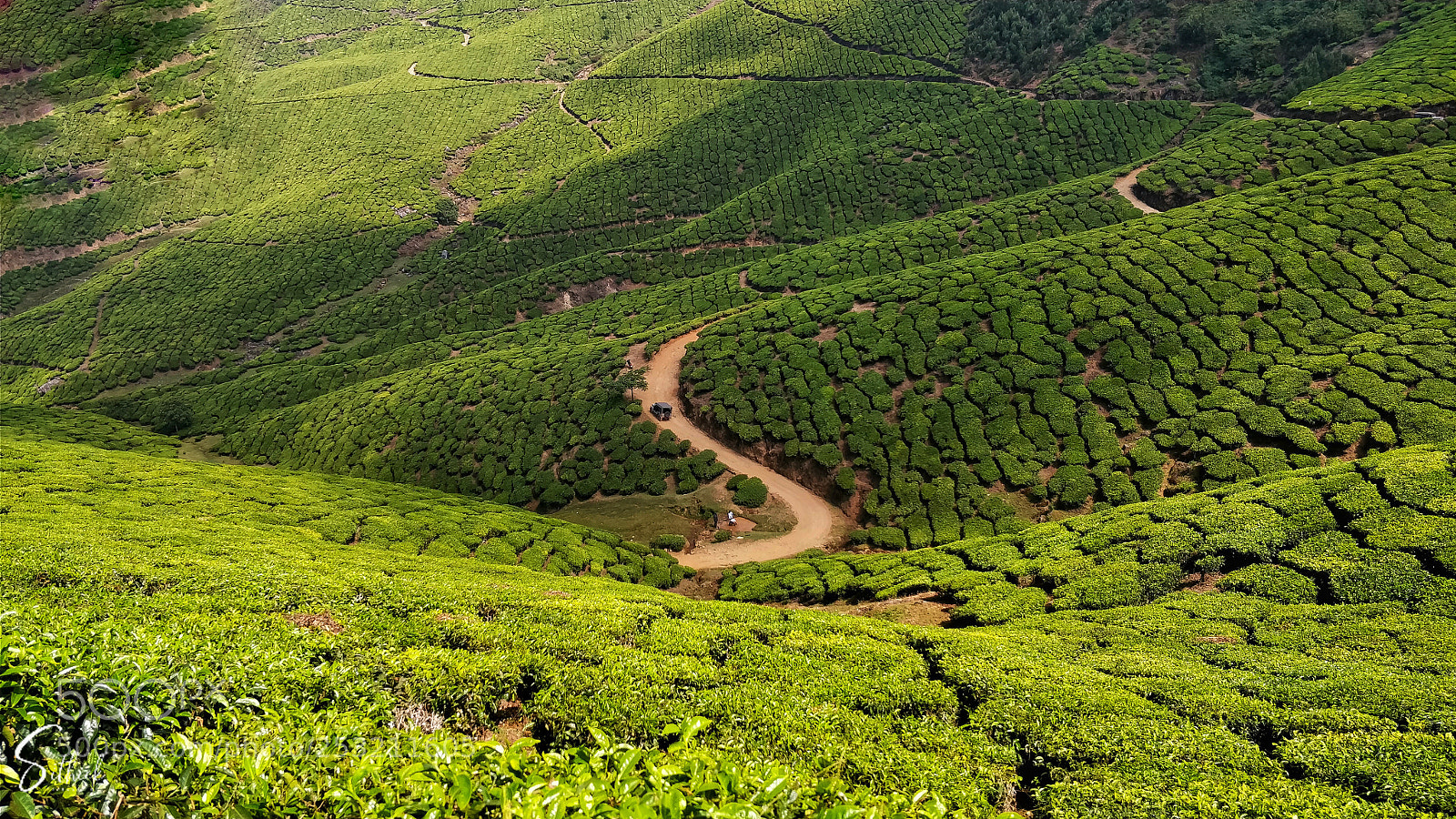 OnePlus 5 sample photo. Jeeping through tea ? plantation ? photography
