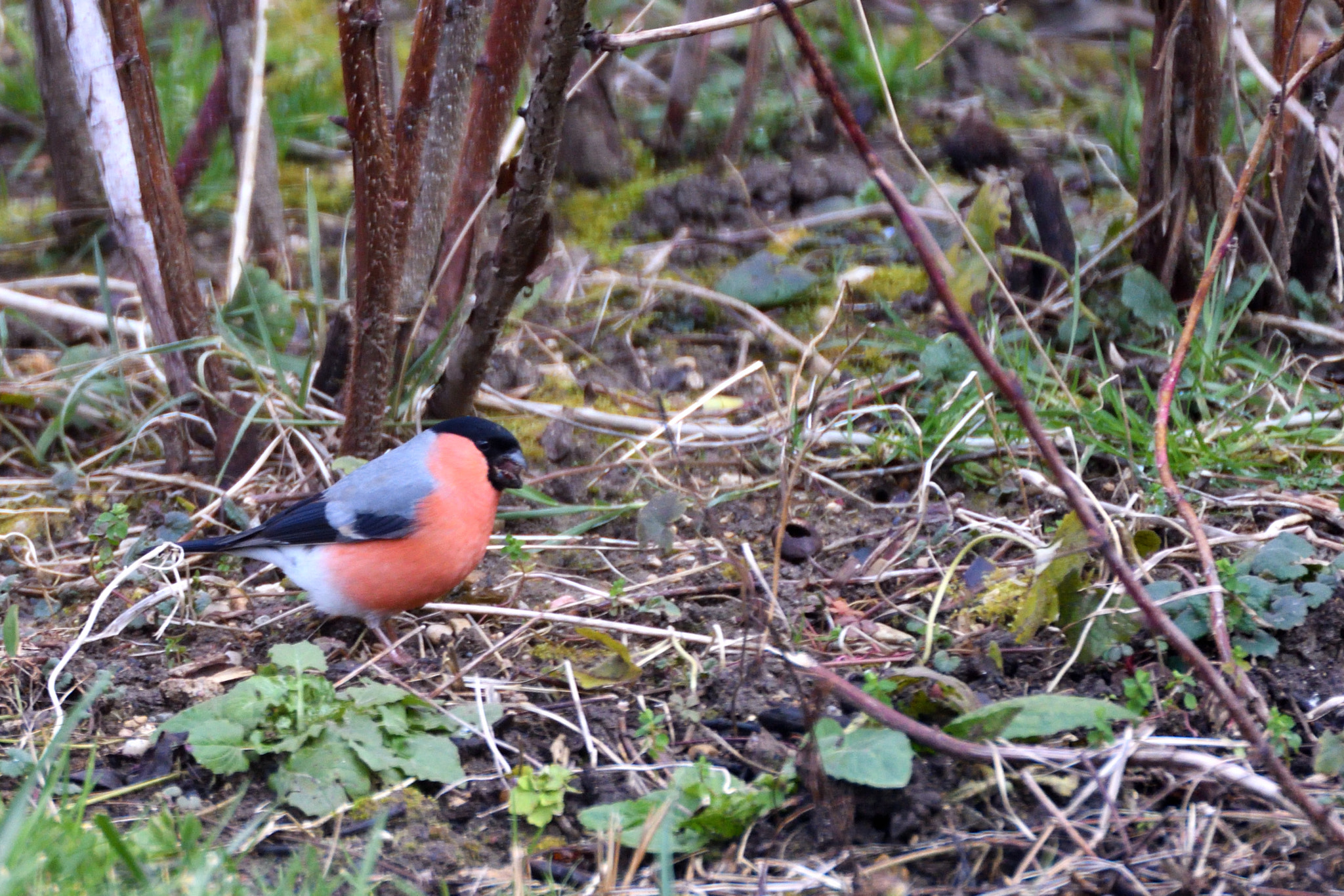 Nikon D500 sample photo. Bouvreuil.jpg photography