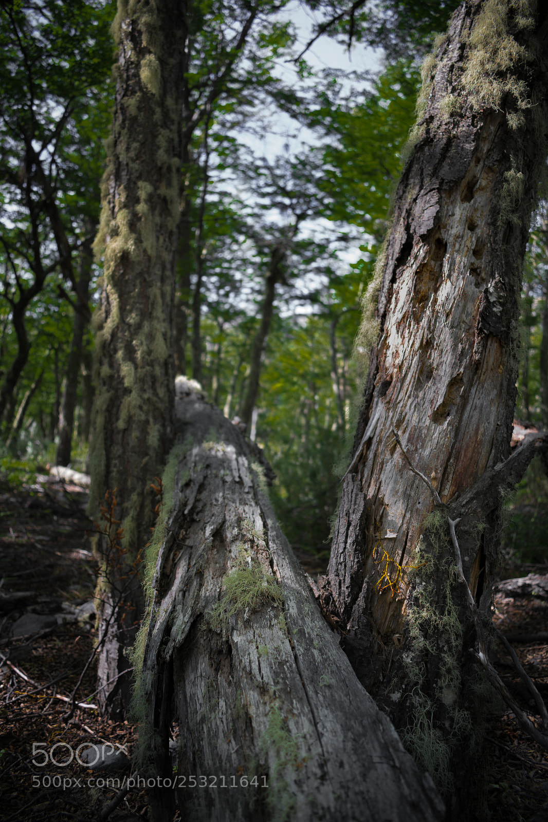 Nikon D3300 sample photo. Lengas photography