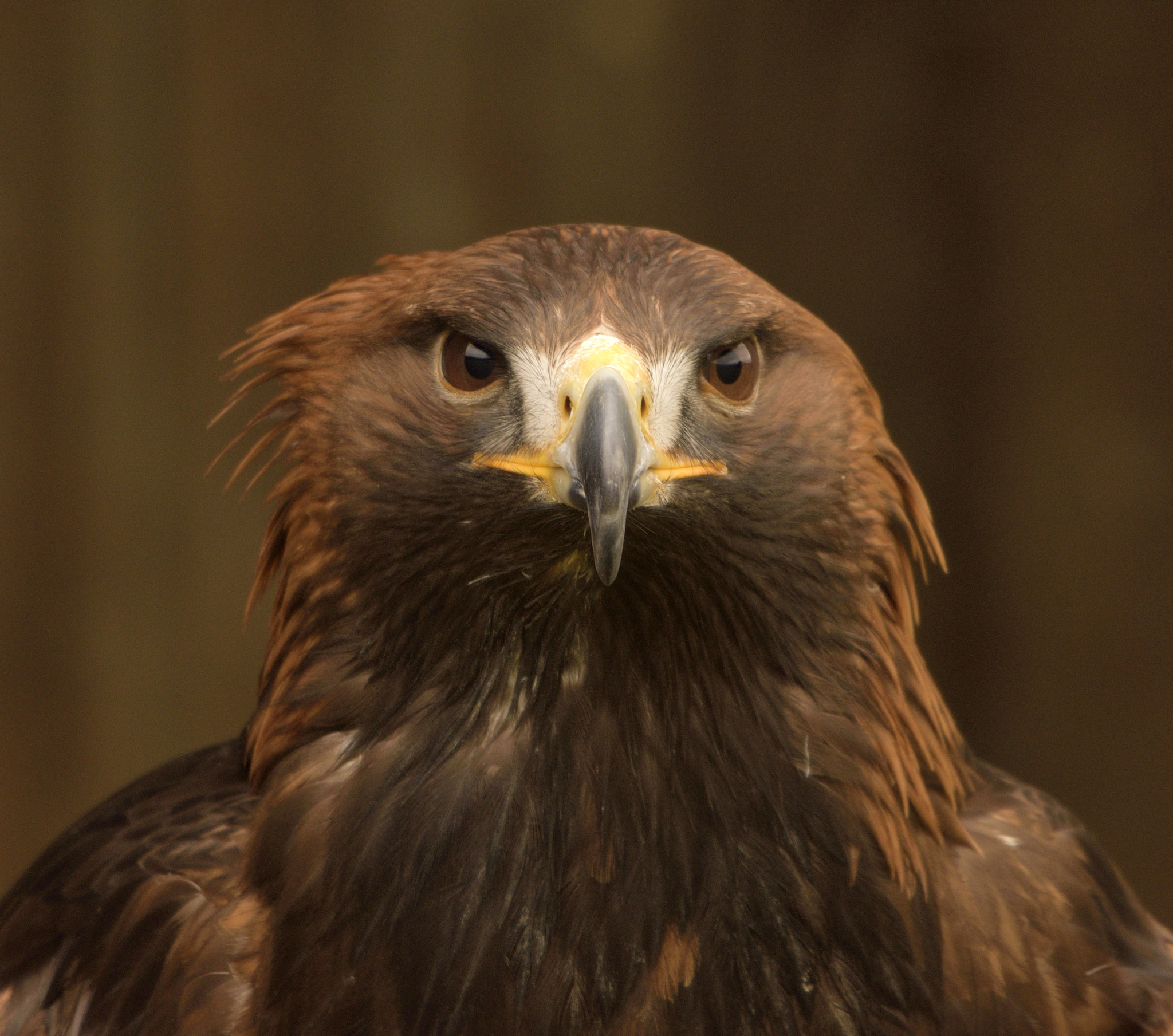 Nikon D3300 + Sigma 150-600mm F5-6.3 DG OS HSM | C sample photo. Golden eagle photography