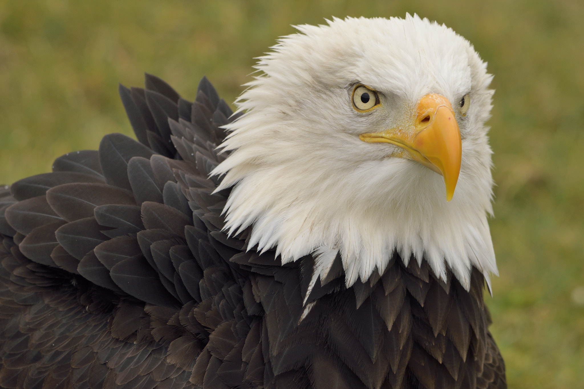 Sigma 150-600mm F5-6.3 DG OS HSM | C sample photo. Eagle photography