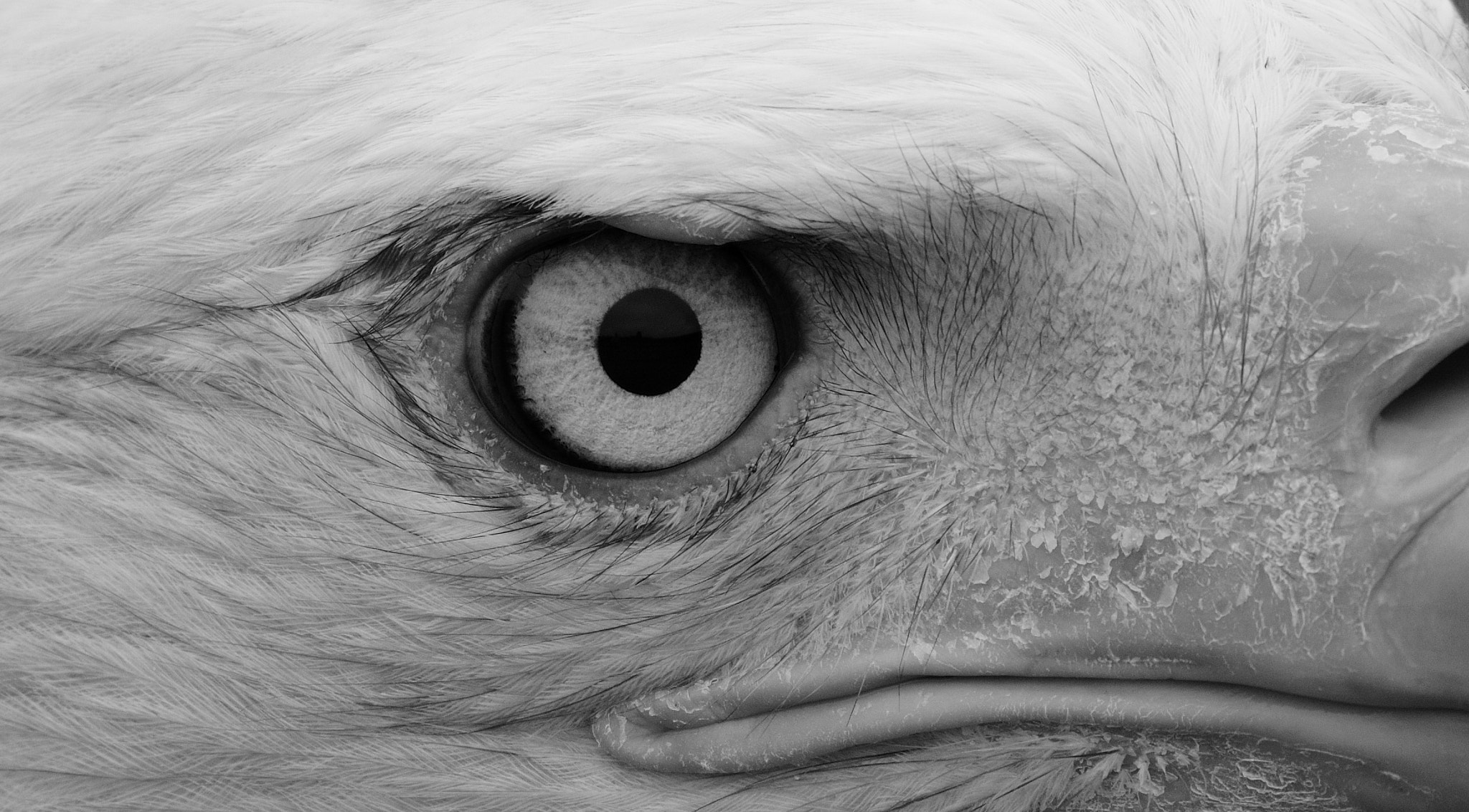 Nikon D3300 + Sigma 150-600mm F5-6.3 DG OS HSM | C sample photo. Eagle eye photography