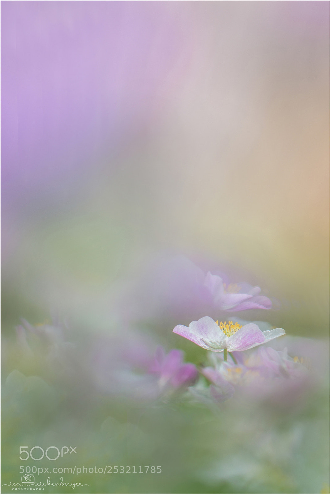 Nikon D850 sample photo. Spring magic photography