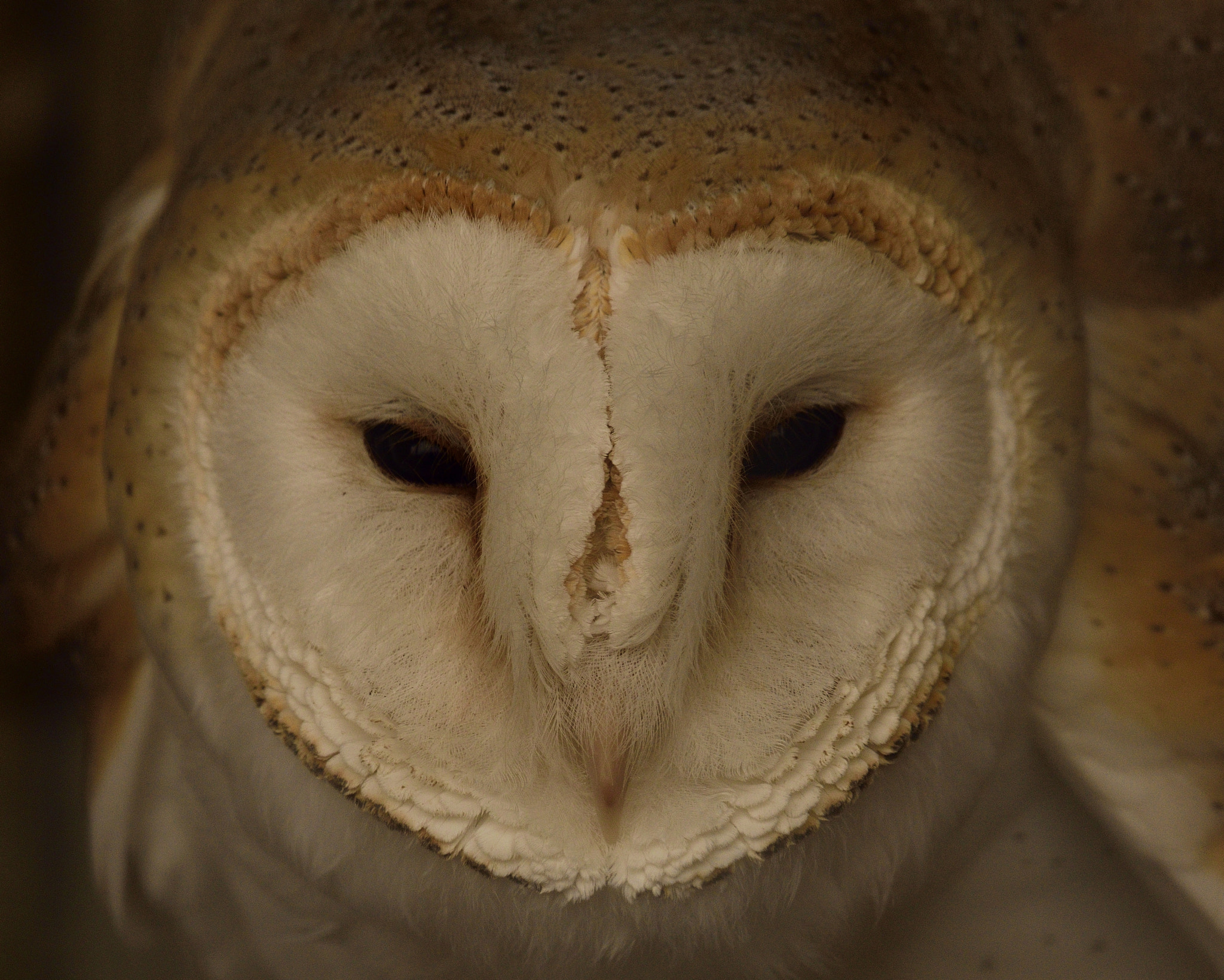 Sigma 150-600mm F5-6.3 DG OS HSM | C sample photo. Barn owl photography