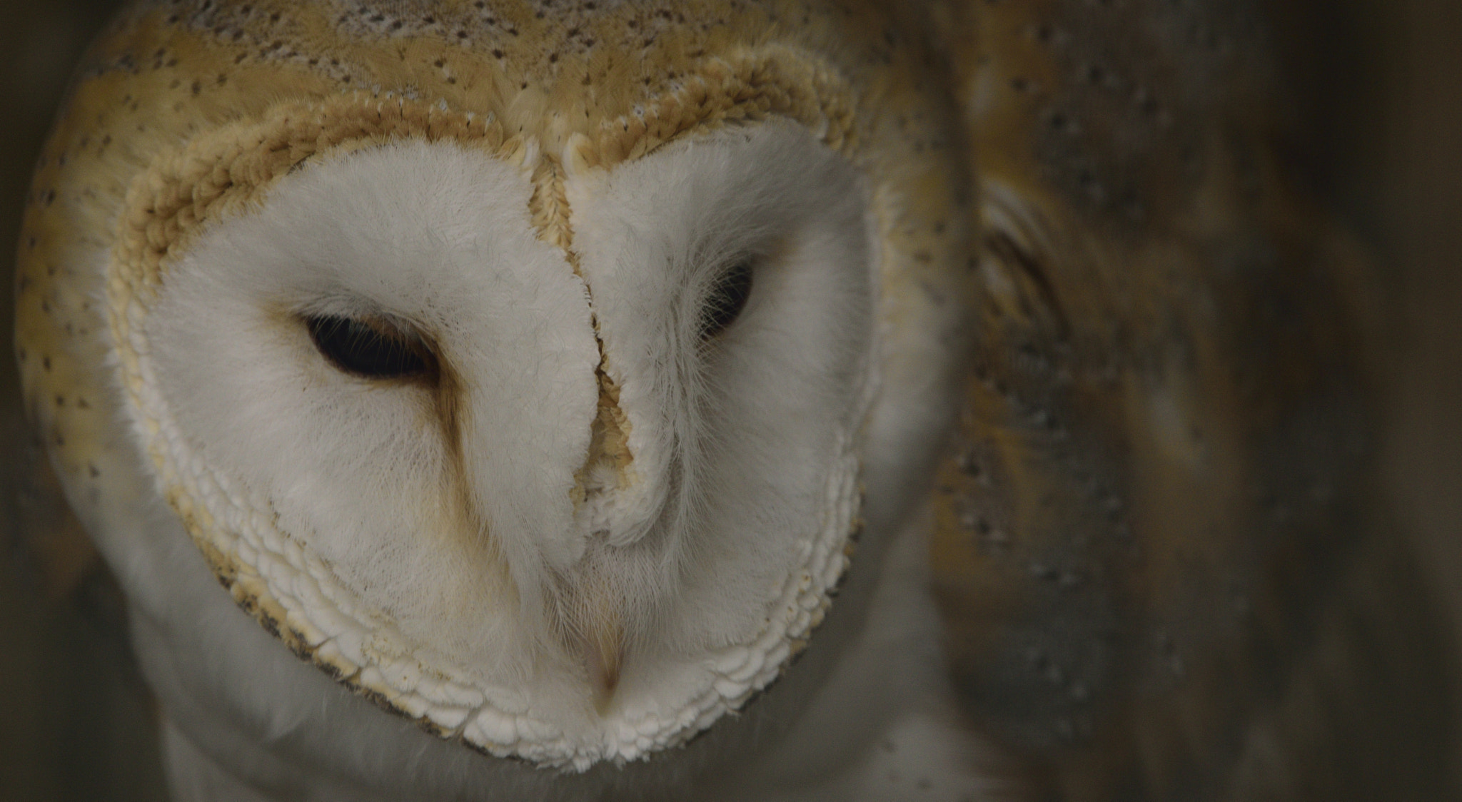 Sigma 150-600mm F5-6.3 DG OS HSM | C sample photo. Barn owl photography