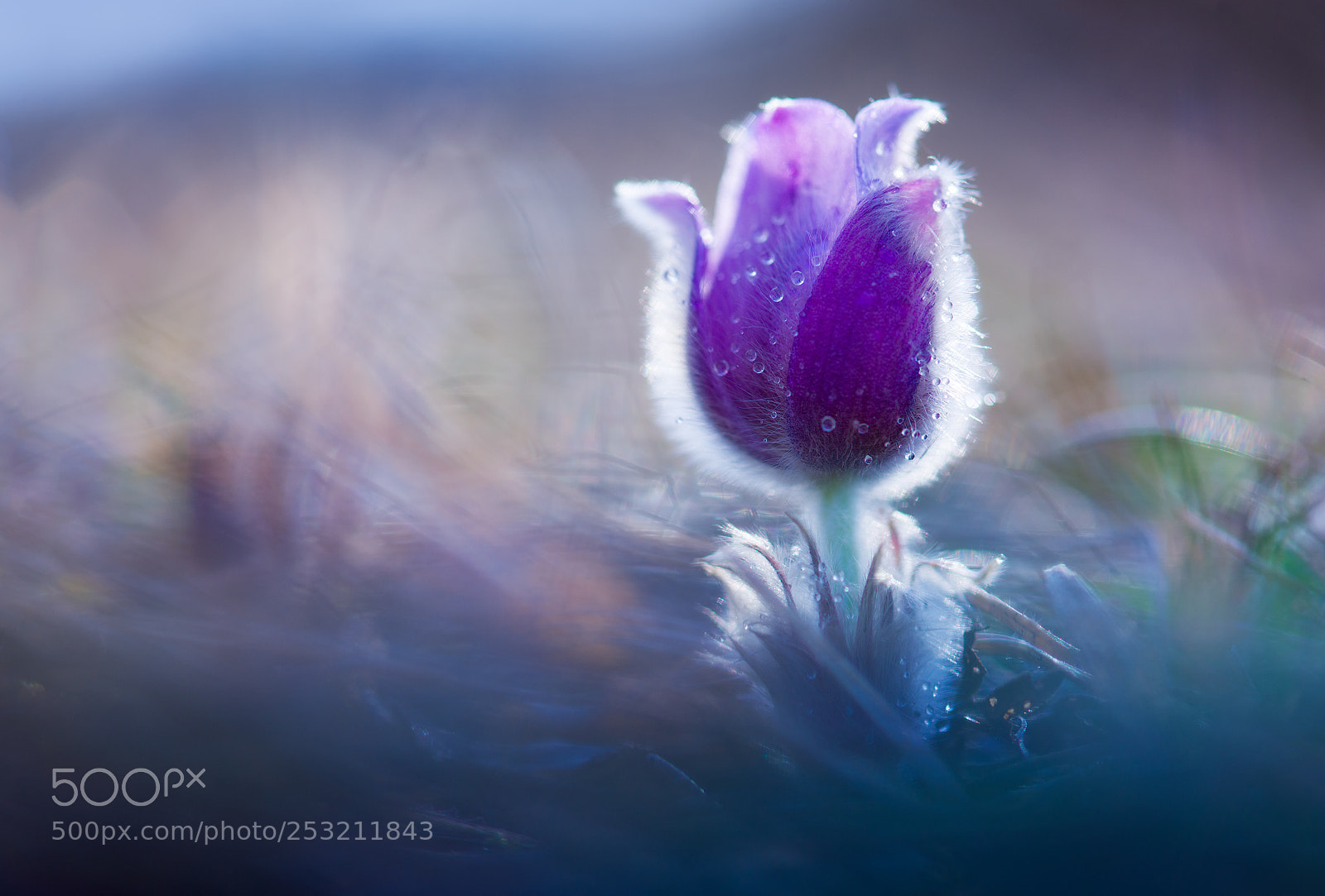 Nikon D810 sample photo. About the beauty of photography