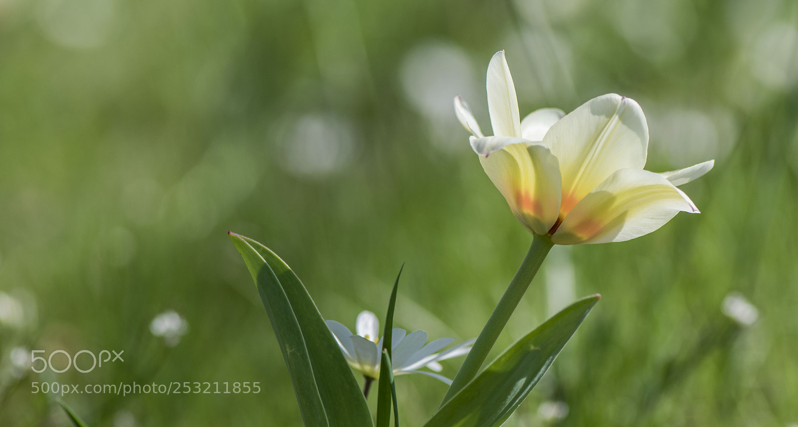 Nikon D5300 sample photo. Spring has arrived. photography
