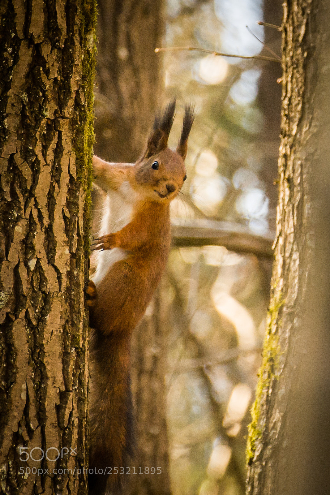 Nikon D7100 sample photo. Spotted photography