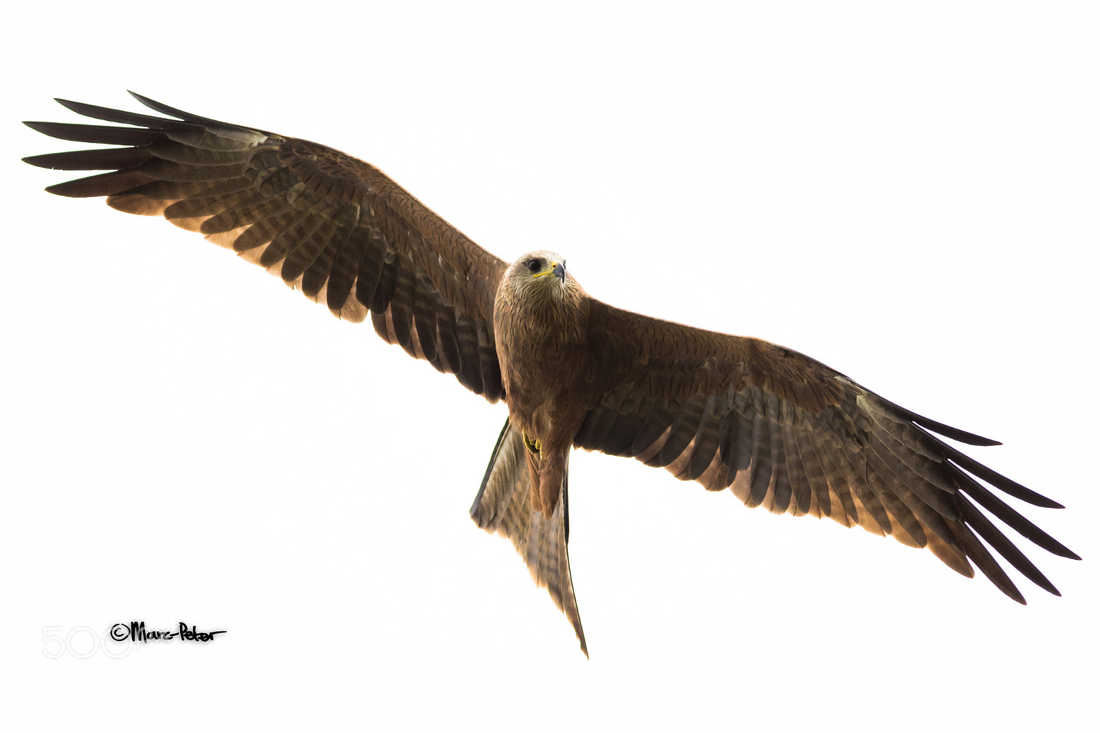 Canon EOS 5D Mark IV sample photo. Black soar photography