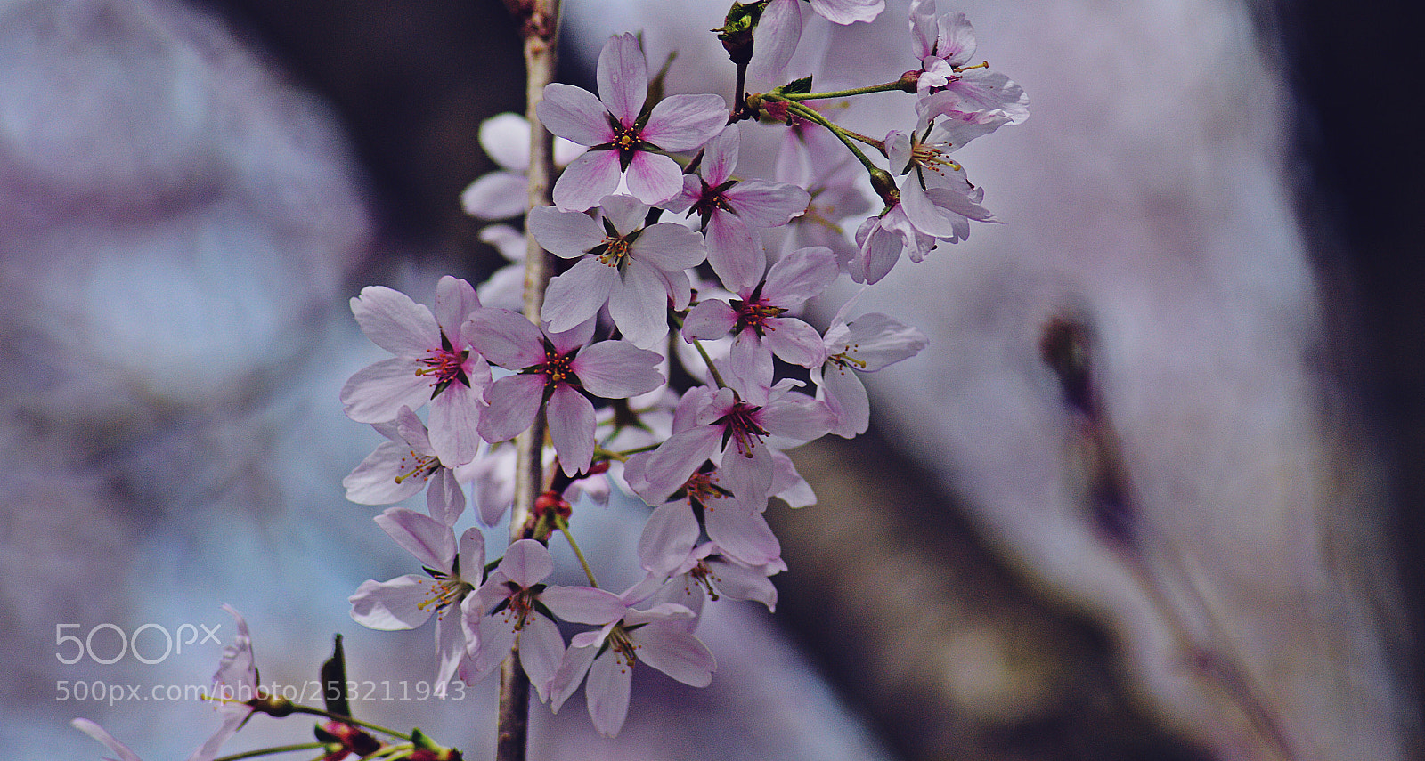 Nikon D3200 sample photo. Spring blossom photography