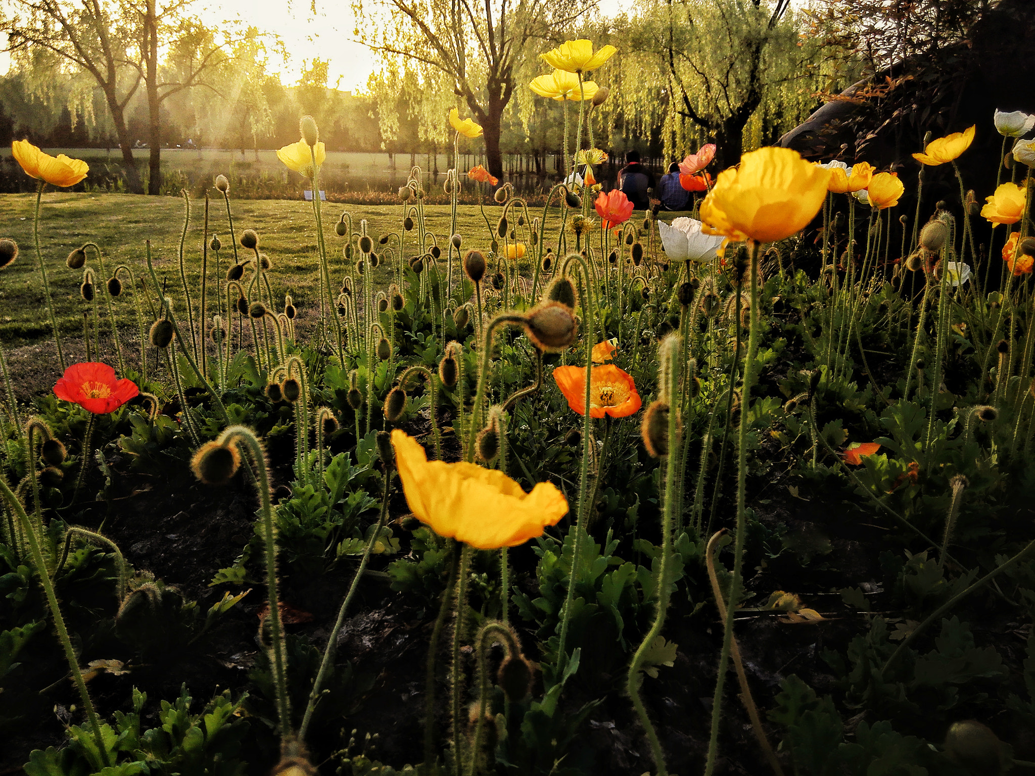 HUAWEI PE-TL10 sample photo. Flowers in sunset photography