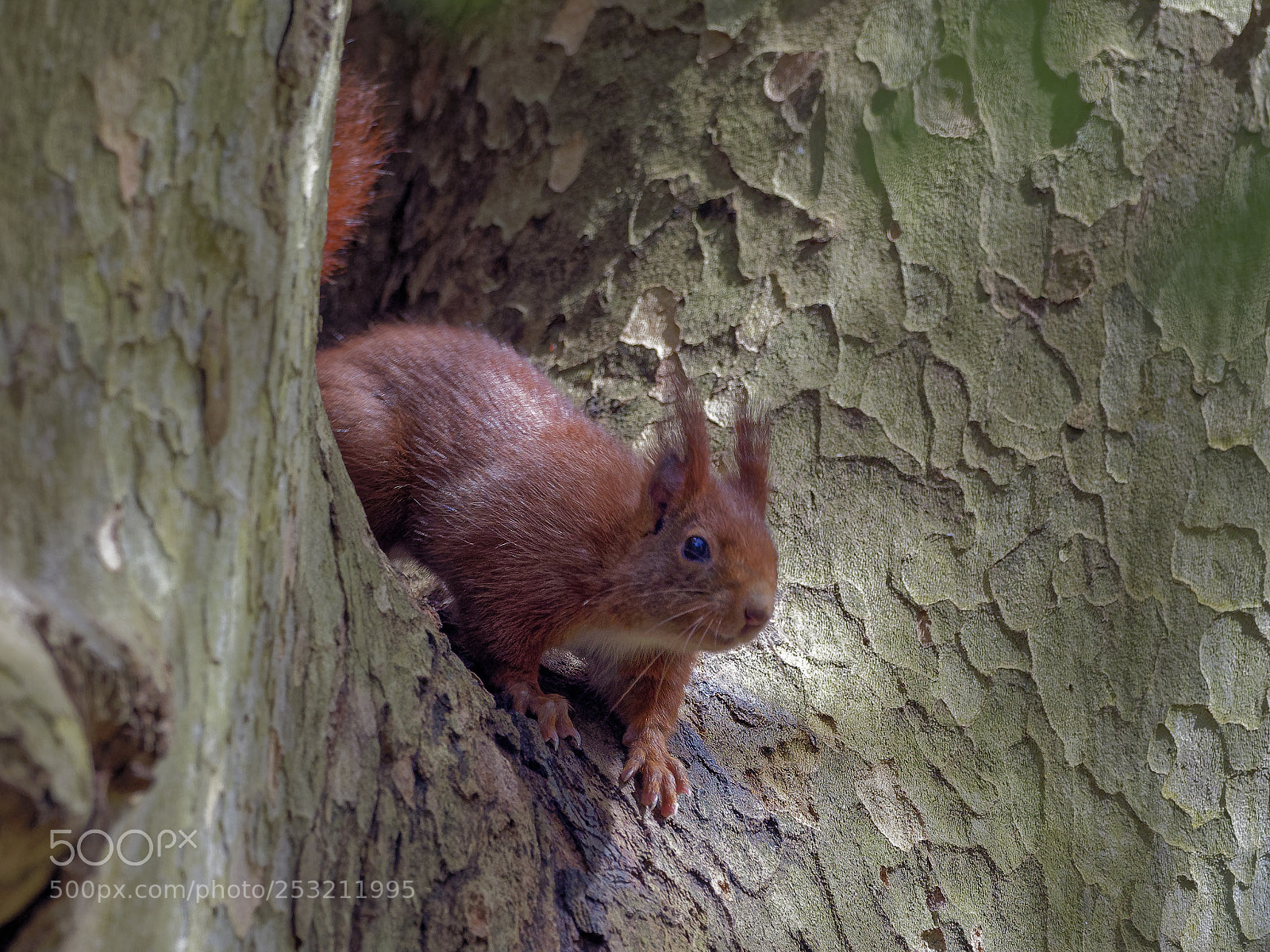 Olympus OM-D E-M1 Mark II sample photo. Checking the area photography