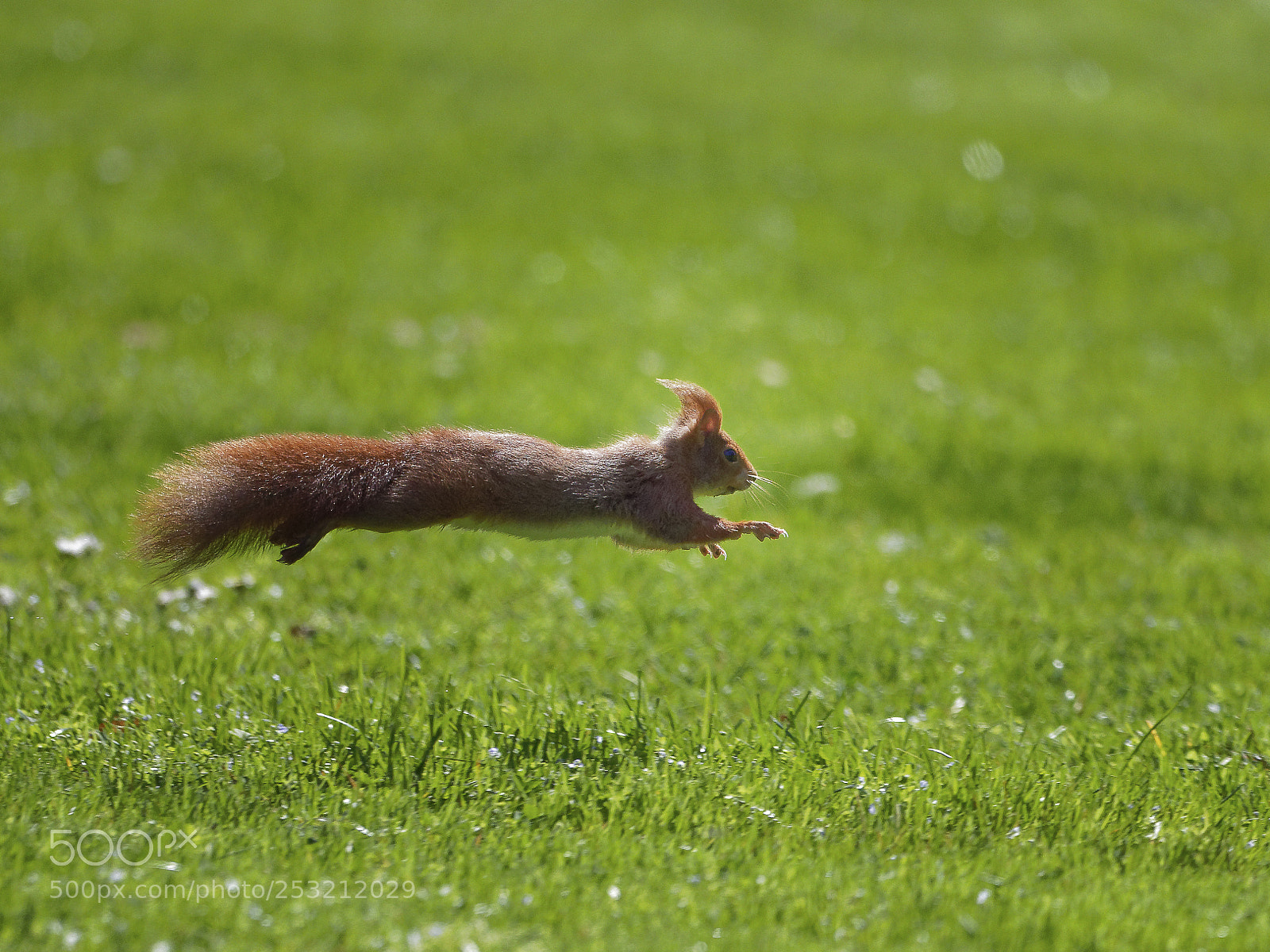Olympus OM-D E-M1 Mark II sample photo. Run, squirrel, run photography