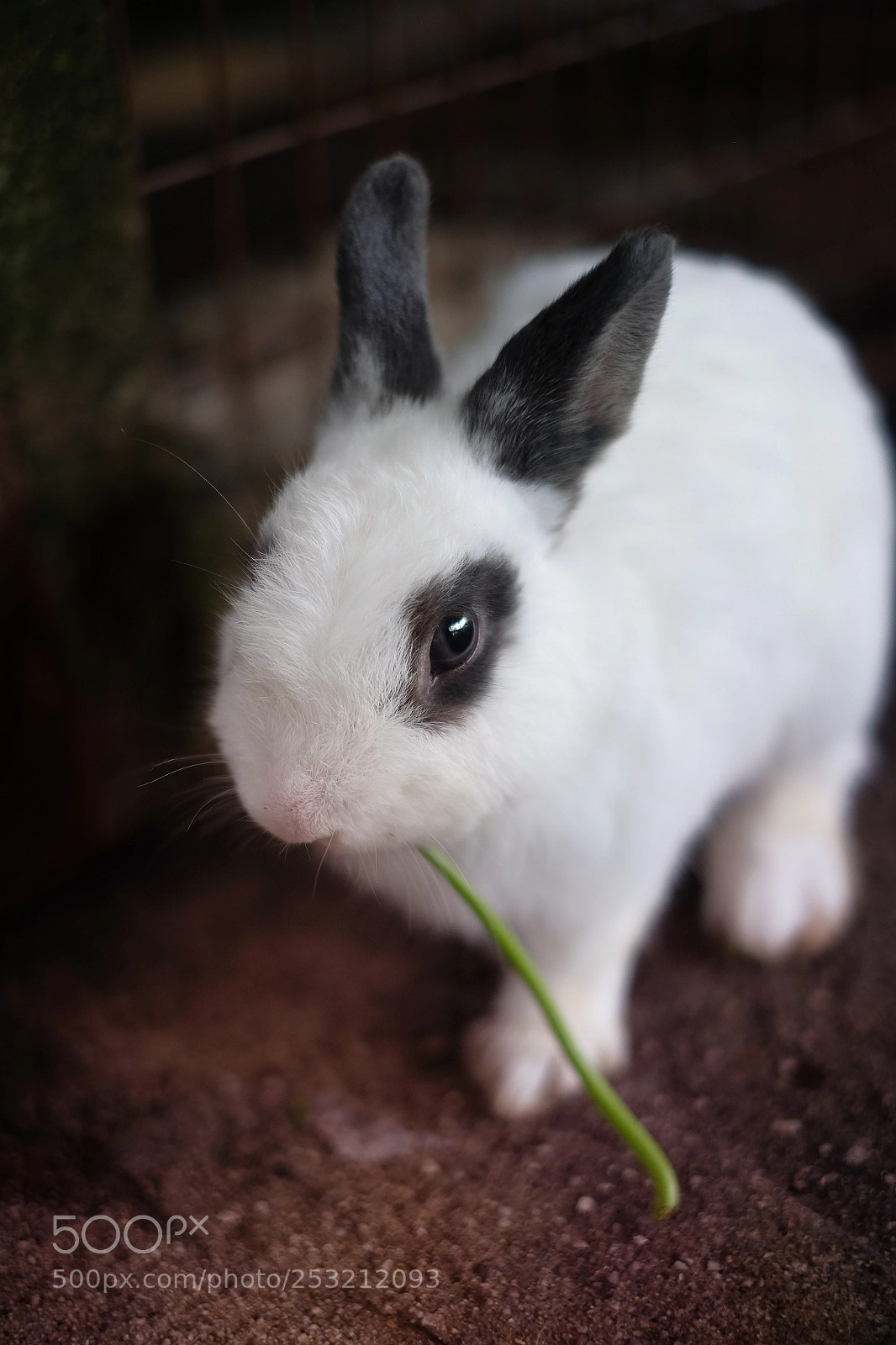 Fujifilm X-T1 sample photo. "my fur is mine" photography