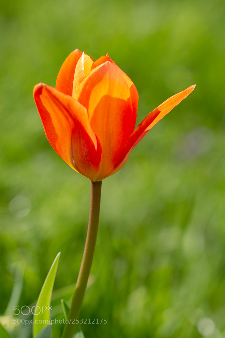 Canon EOS 7D sample photo. Tulip photography