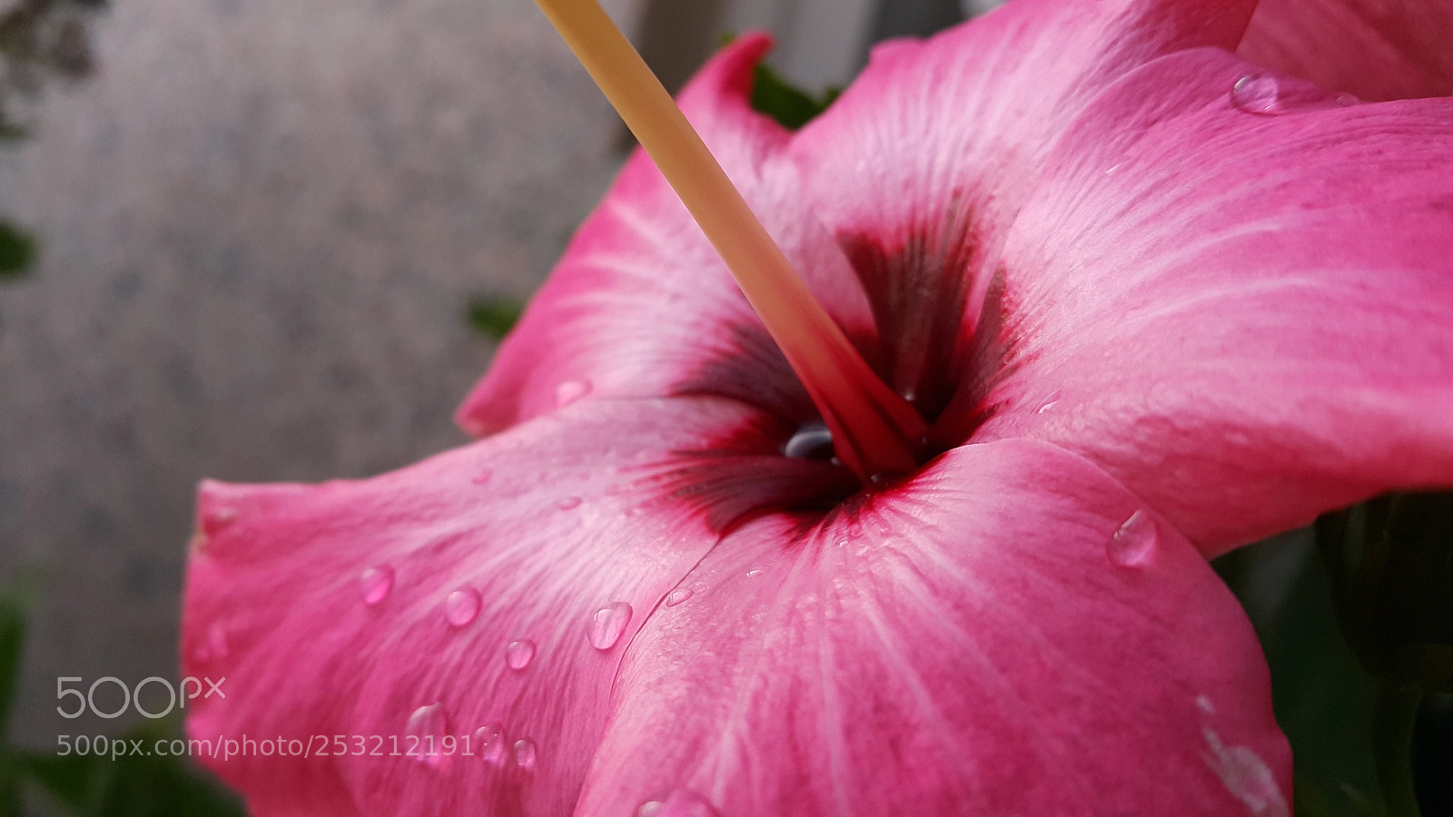 Samsung Galaxy Note4 sample photo. Pink hibiscus photography