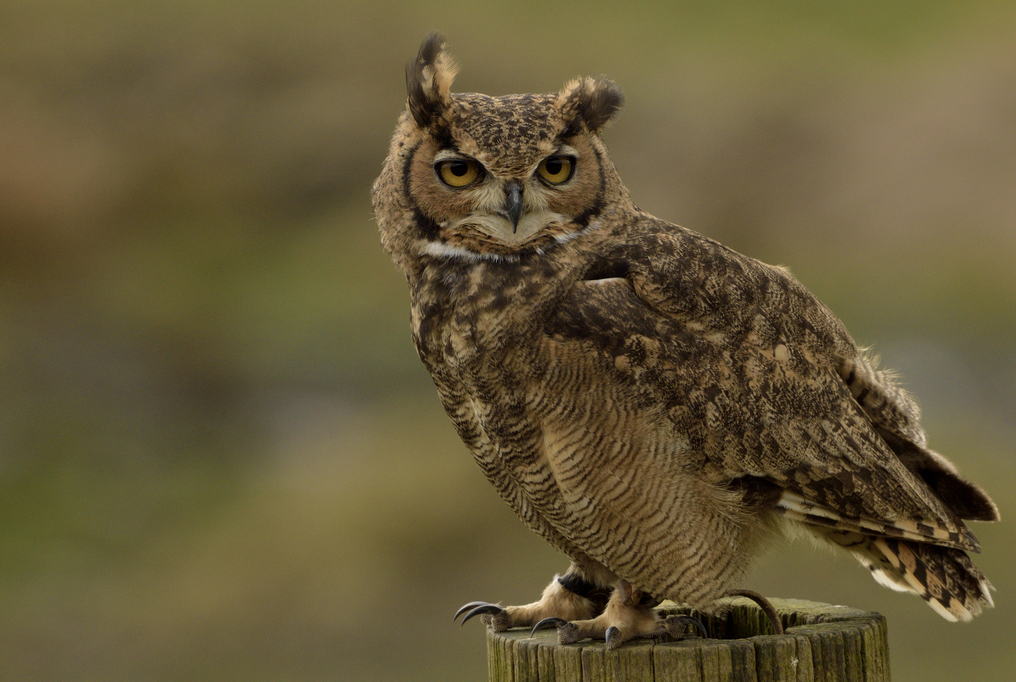 Sigma 150-600mm F5-6.3 DG OS HSM | C sample photo. Eagle owl photography