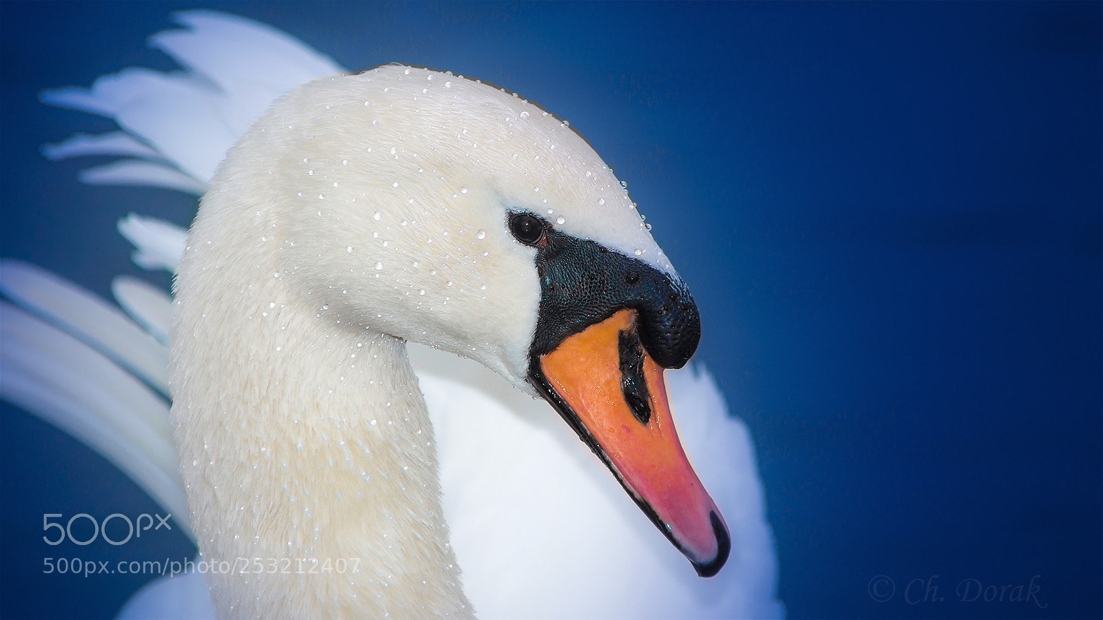 Nikon D7100 sample photo. Close up photography