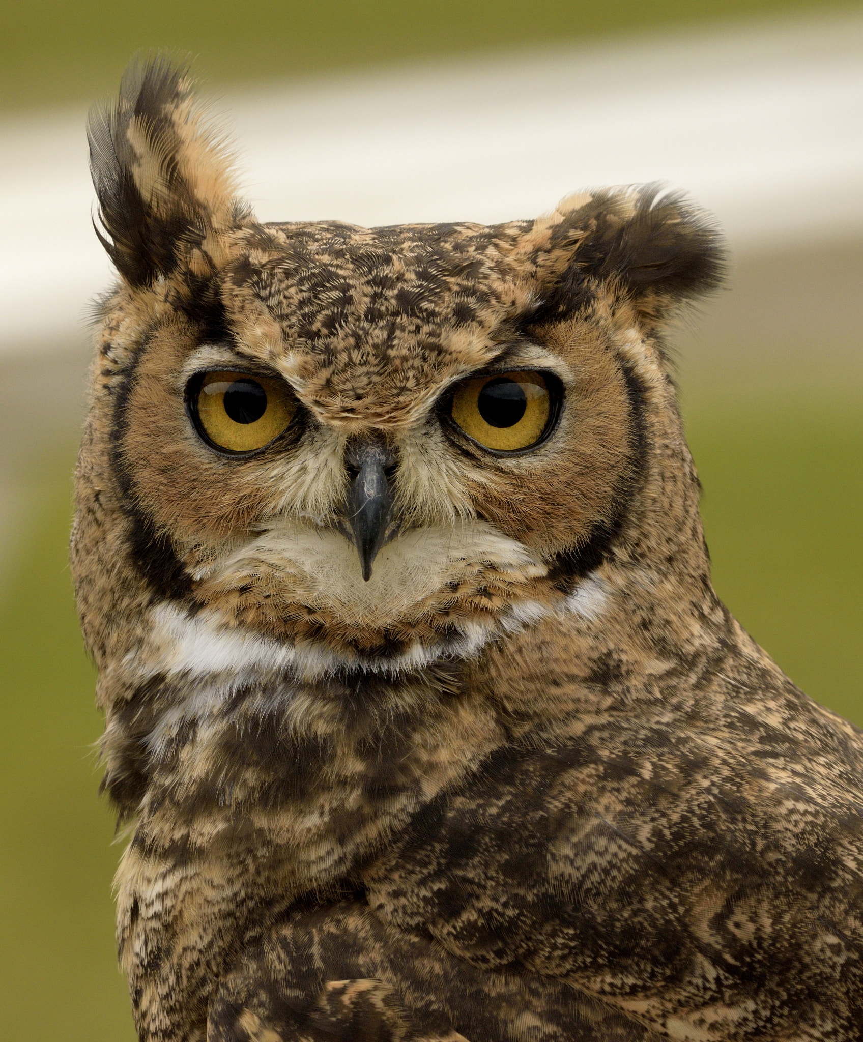 Sigma 150-600mm F5-6.3 DG OS HSM | C sample photo. Eagle owl photography