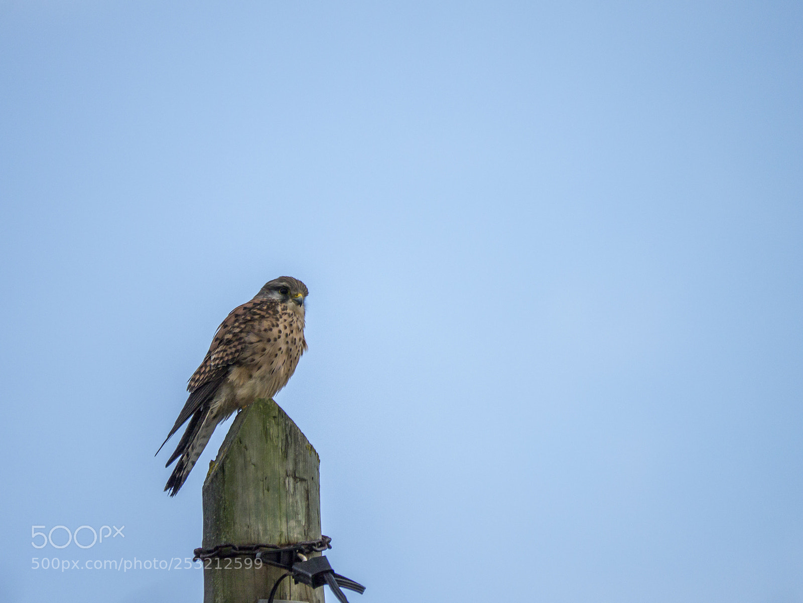 Panasonic Lumix DMC-G3 sample photo. Falcon photography