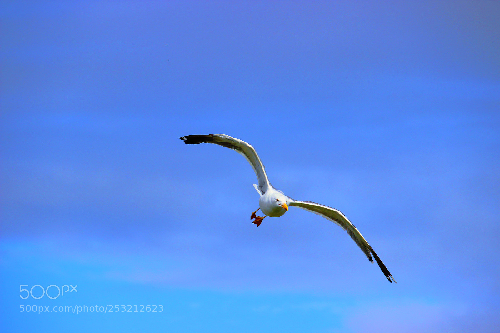 Canon EOS 600D (Rebel EOS T3i / EOS Kiss X5) sample photo. Flying gull photography