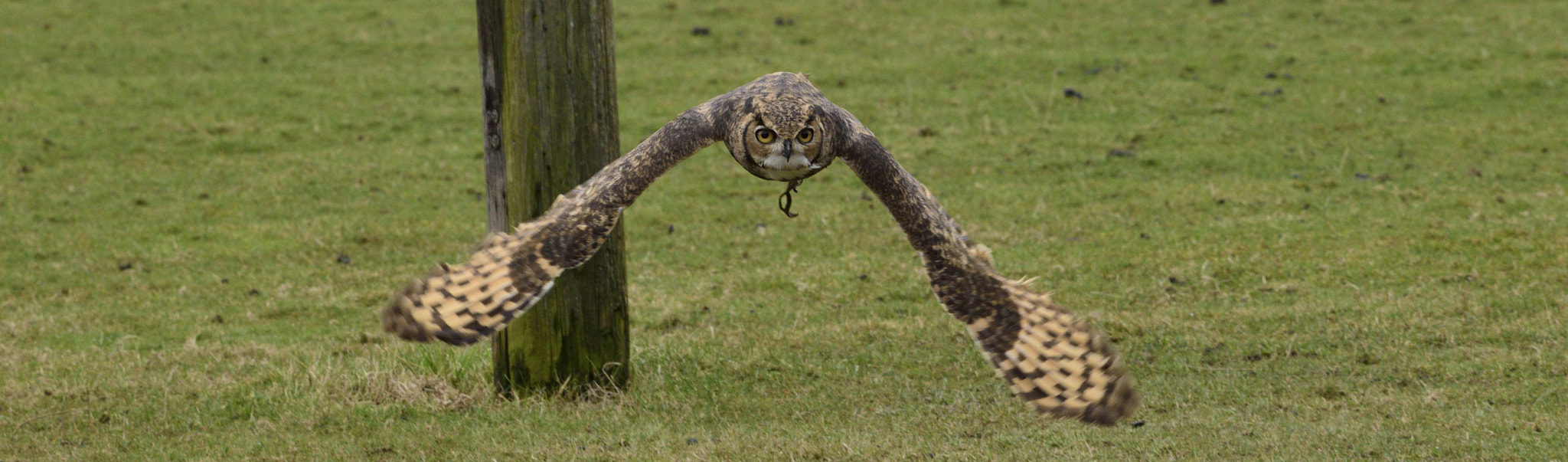 Sigma 150-600mm F5-6.3 DG OS HSM | C sample photo. Flying eagle owl photography