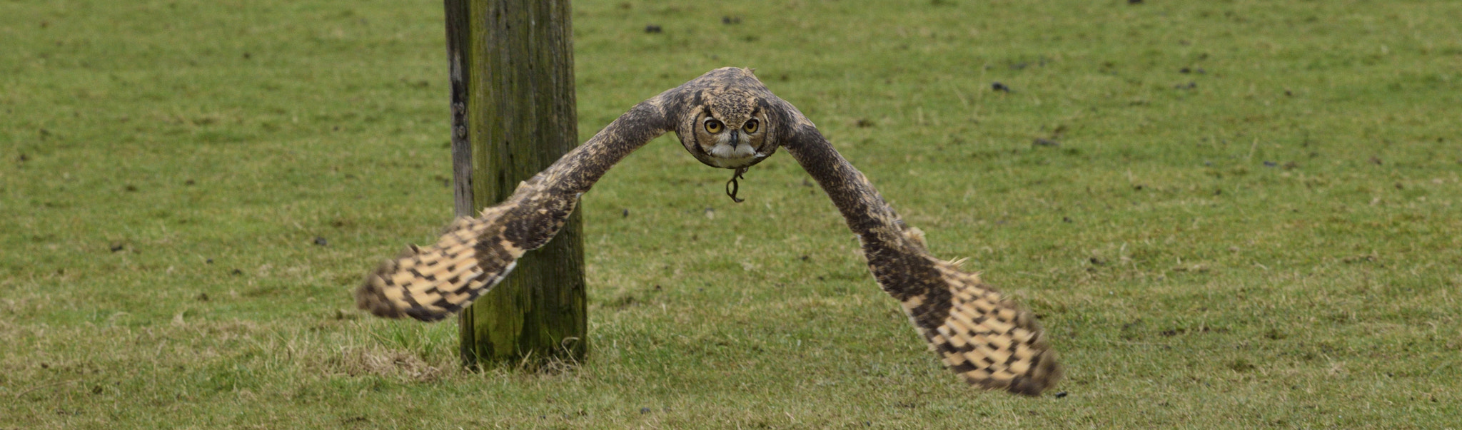 Nikon D3300 + Sigma 150-600mm F5-6.3 DG OS HSM | C sample photo. Flying eagle owl photography