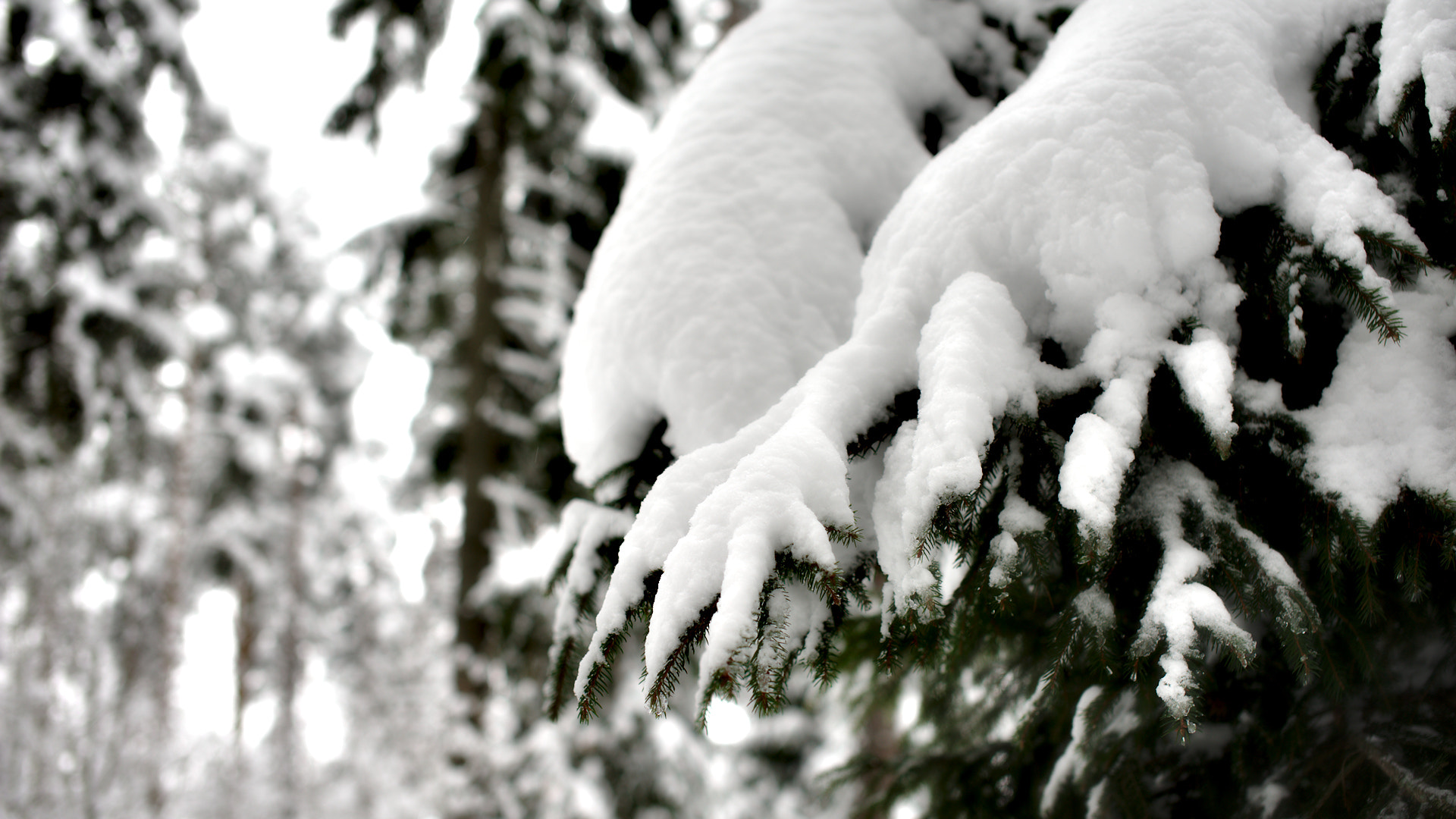 Nikon D700 + Sigma 50mm F1.4 EX DG HSM sample photo. Snow photography