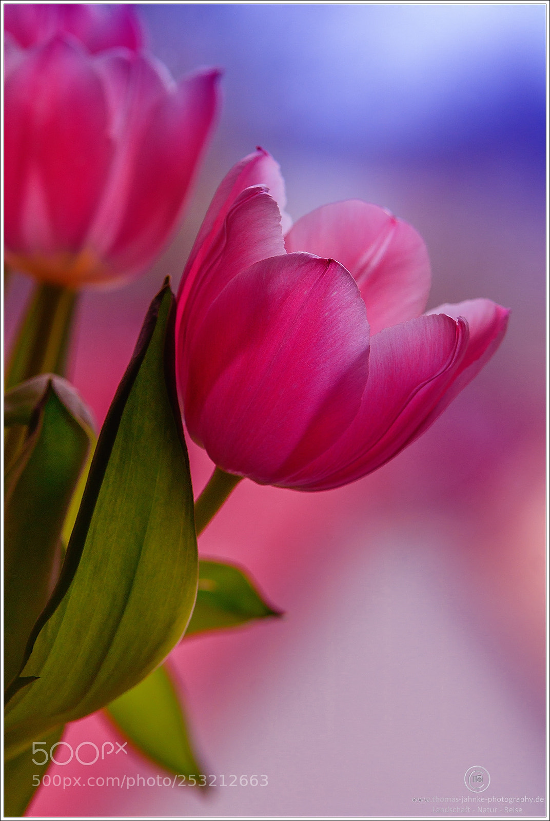 Canon EOS 760D (EOS Rebel T6s / EOS 8000D) sample photo. Tulip photography