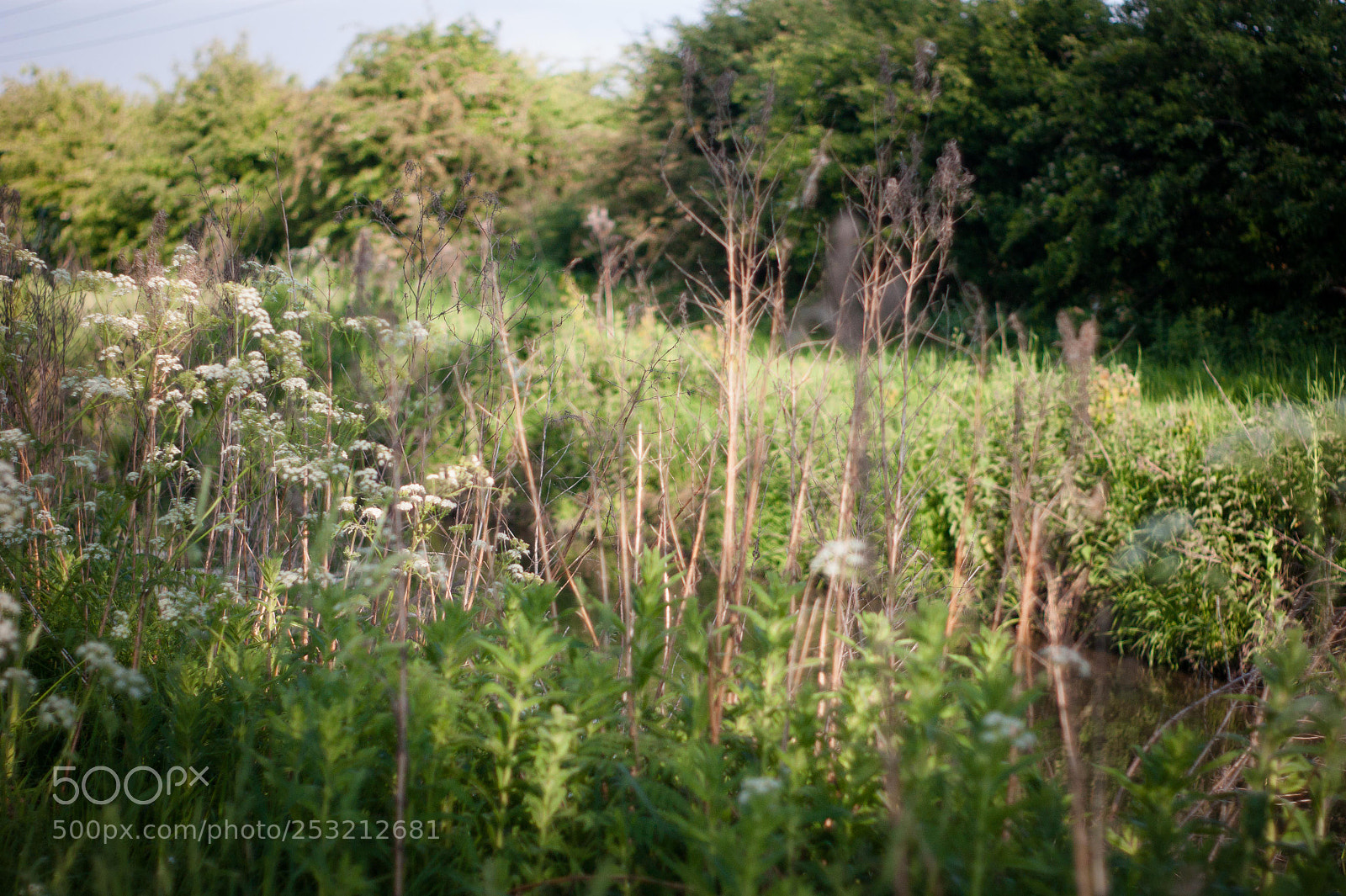 Sony Alpha DSLR-A290 sample photo. Untitled photography