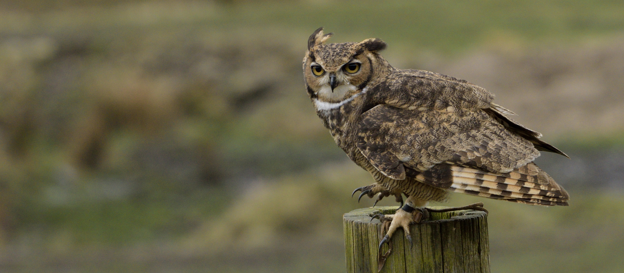 Sigma 150-600mm F5-6.3 DG OS HSM | C sample photo. Eagle owl photography