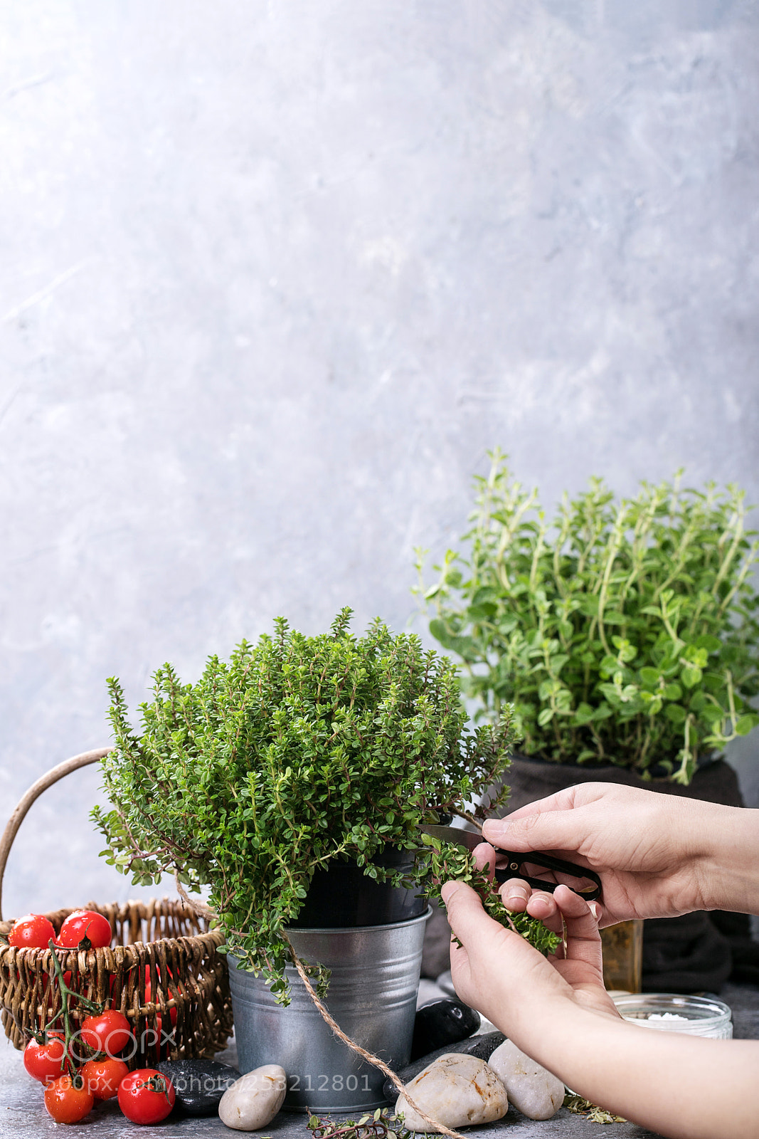 Canon EOS 6D Mark II sample photo. Fresh organic oregano and photography