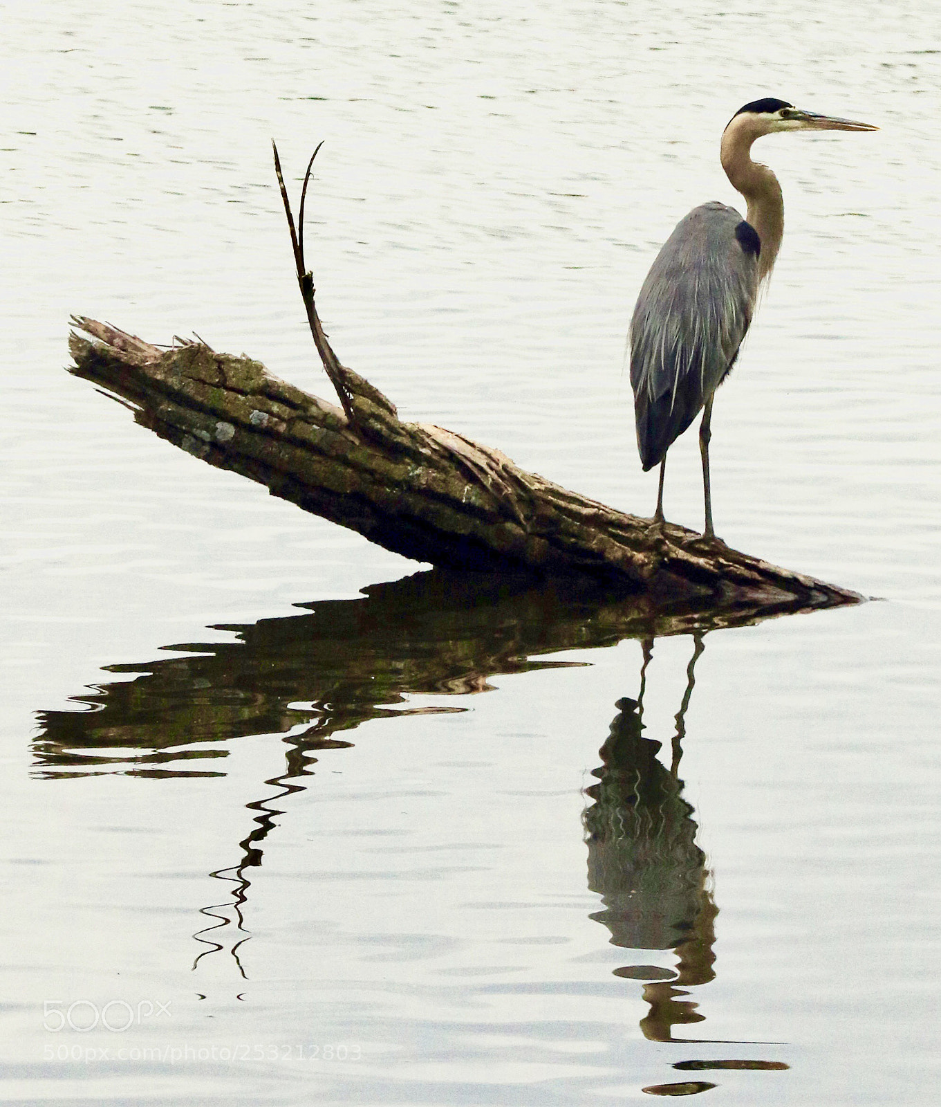 Canon EOS 7D Mark II sample photo. Blue  heron photography