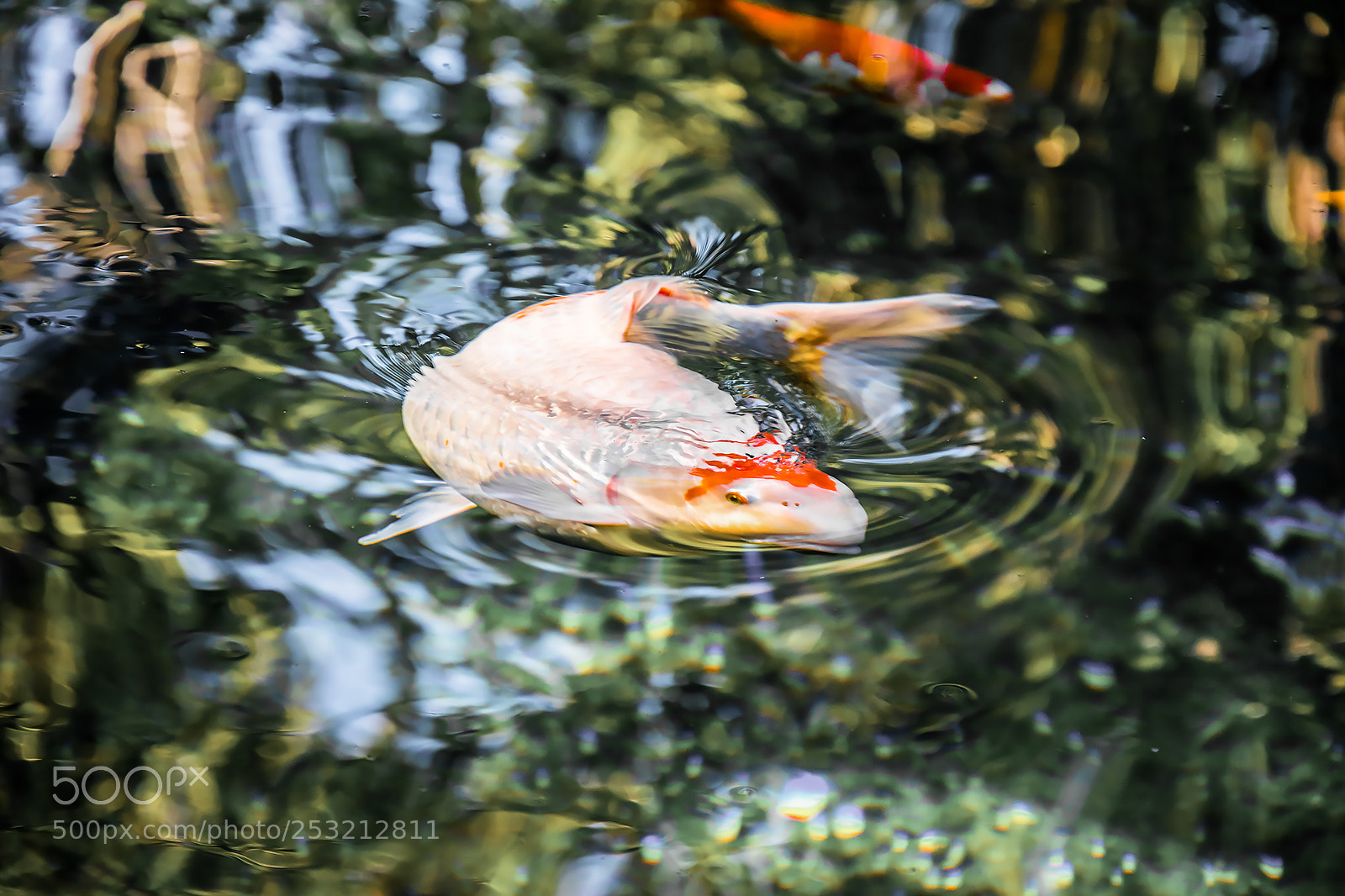 Nikon D5300 sample photo. Rumble fish photography