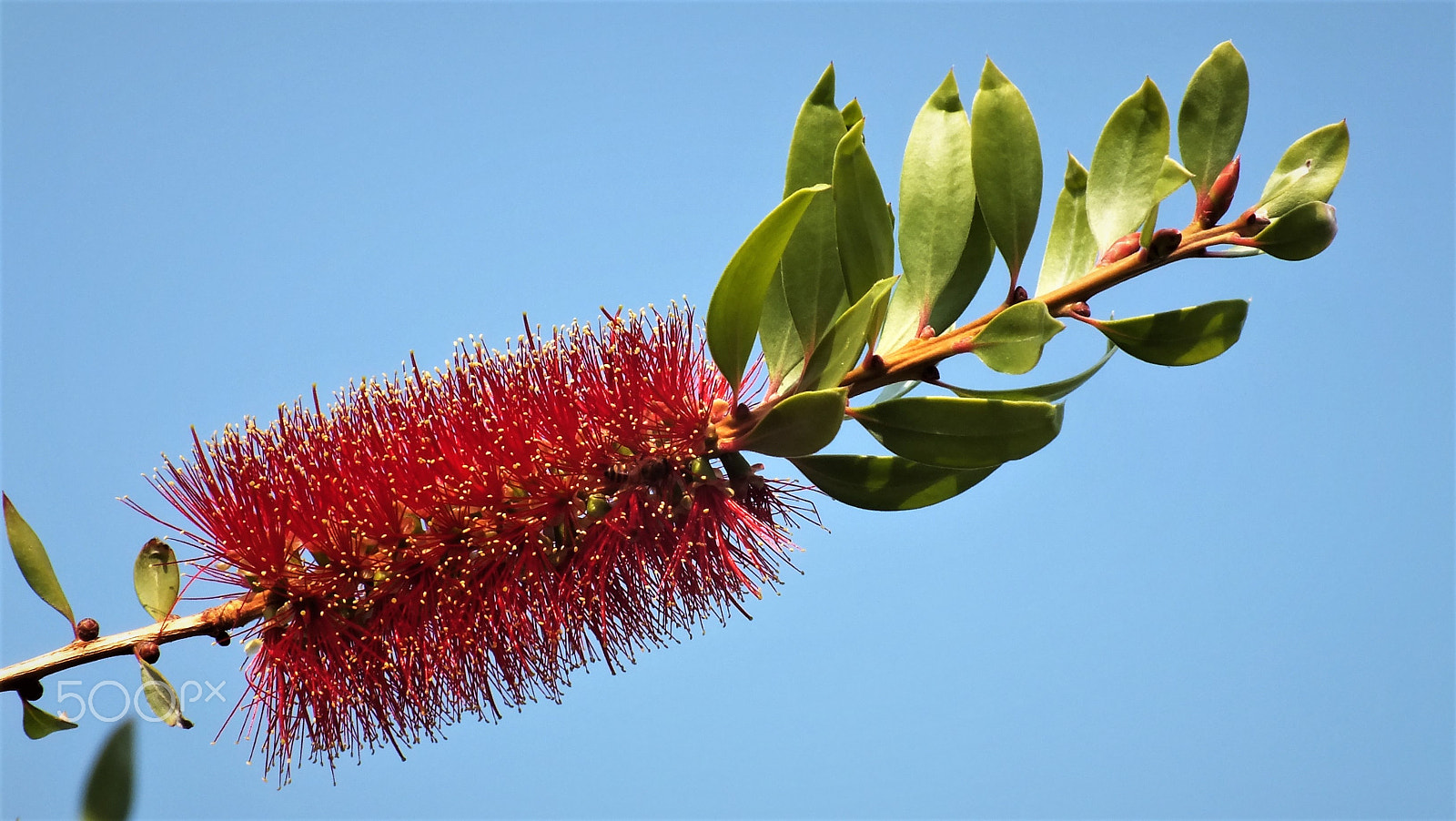 Fujifilm FinePix HS28EXR sample photo. Bottle brush flower photography