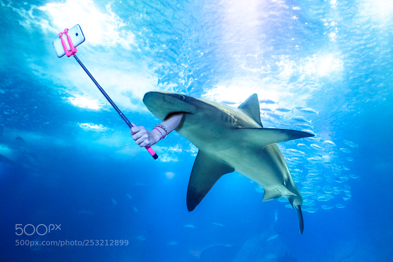 Canon EOS 5D Mark IV sample photo. Underwater selfie shark photography