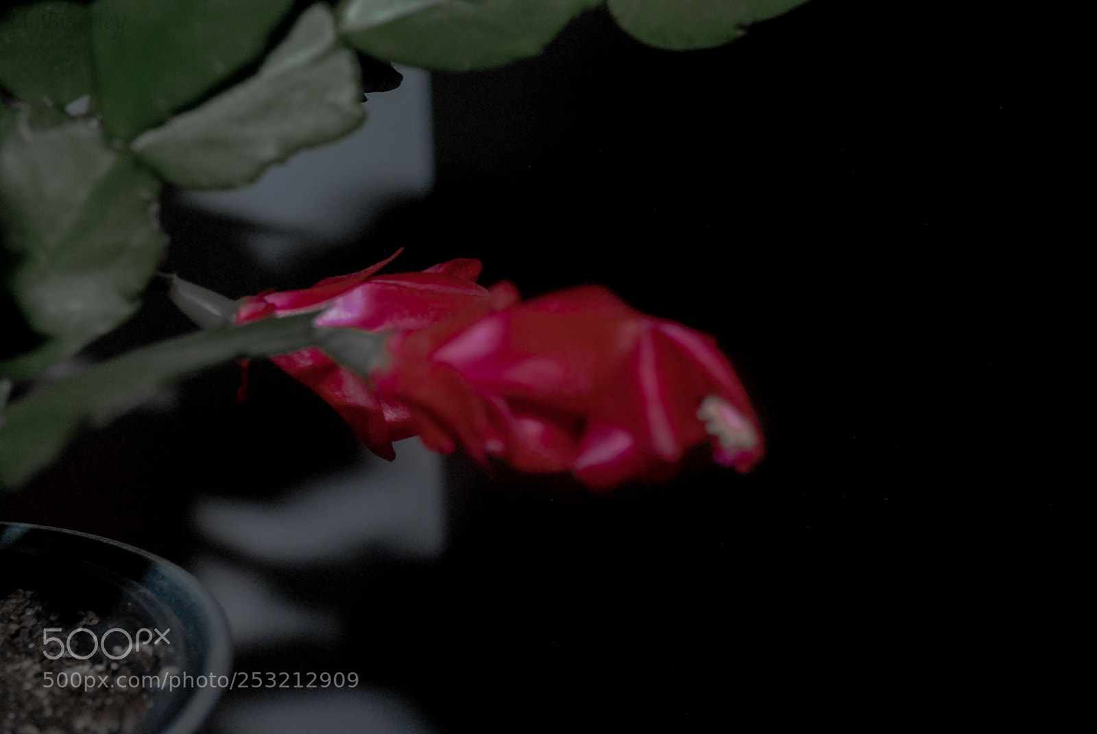 Nikon D3000 sample photo. Up close and personal photography